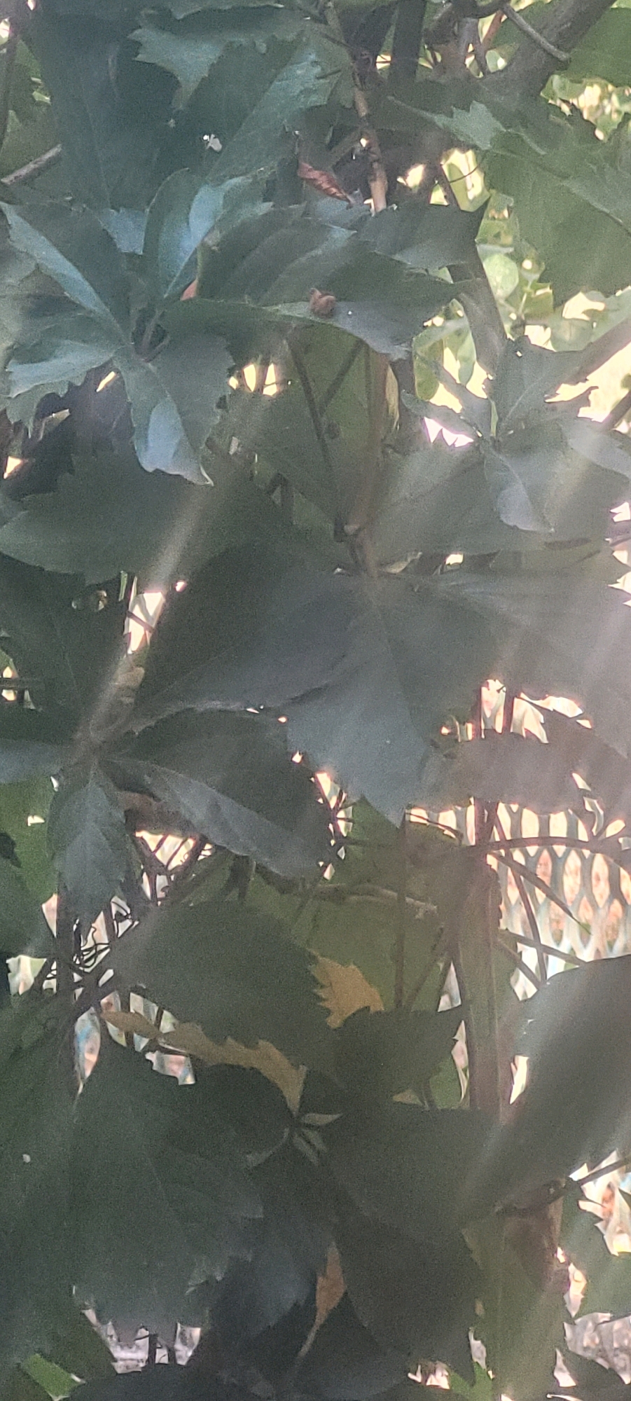 A close-up, vertically oriented shot captures a dense arrangement of dark green, leafy foliage. Sunlight filters through the leaves in bright beams, creating highlights and shadows. Some leaves appear slightly wilted or brown around the edges, suggesting a natural, outdoor setting. In the background, a blurred pattern of light and shadow hints at a structure or fence, possibly illuminated by the sun. The overall impression is one of natural growth and dappled light, with no specific human presence or activity evident. The image is too close to ascertain the exact location within Bohdanivka, Ukraine.