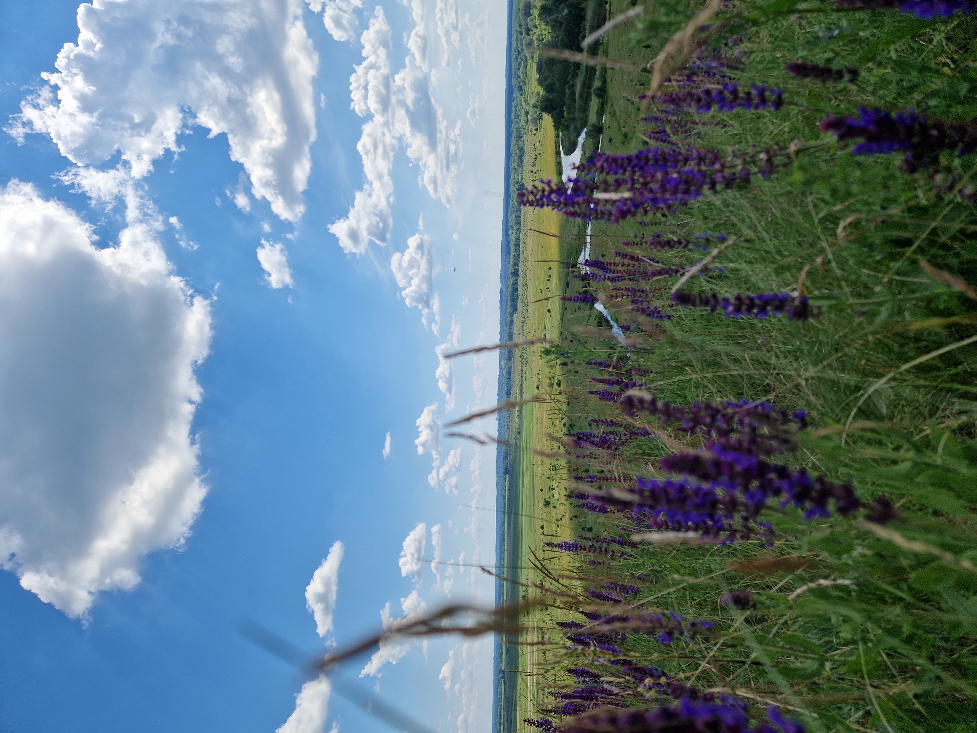 This is a medium shot, eye-level, outdoor photograph taken on a clear, sunny day. The foreground is dominated by a field of tall, green grass and numerous stalks of vibrant purple wildflowers, appearing to be sage. Some of these flowers are in sharp focus, while others are blurred due to the depth of field. Thin, dry grass stalks are also visible, some crossing the frame. In the midground, the landscape opens up to a vast, green meadow dotted with scattered trees. A winding river, reflecting the blue sky, is visible in the distance, snaking through the meadow. The horizon is lined with a dense forest. The sky above is a brilliant blue, filled with scattered, fluffy white clouds, some of which cast subtle shadows on the land below. The overall scene depicts a rural, natural landscape, characteristic of the countryside in Ustyvytsia, Ukraine. There are no people or animals present in the image.