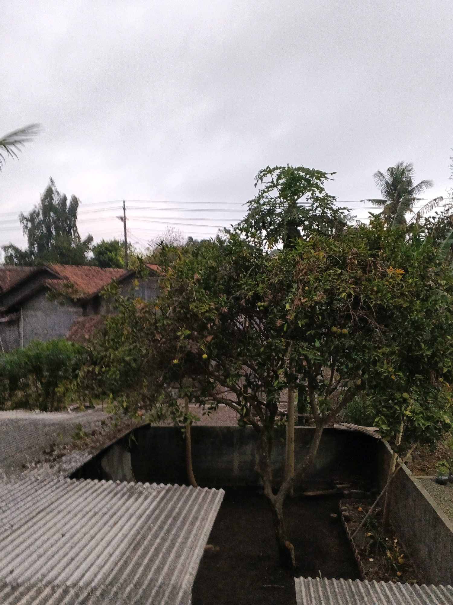 The image shows an outdoor scene in a village setting, likely in the city of Wates, Indonesia, based on its characteristics. In the foreground, there are two sections of corrugated metal roofing, one angled and the other horizontal, appearing weathered and aged. Behind the roofing, a concrete structure forms a rectangular enclosure, within which a small tree with visible fruits (likely citrus) is growing. The ground within the enclosure is dark soil. Beyond the enclosure, several houses with terracotta tiled roofs are visible, along with dense green foliage and trees, including what appears to be a palm tree. Power lines are strung across the scene, supported by a utility pole. The sky is overcast and a pale gray, suggesting a cloudy or twilight condition. No people are present in the image.