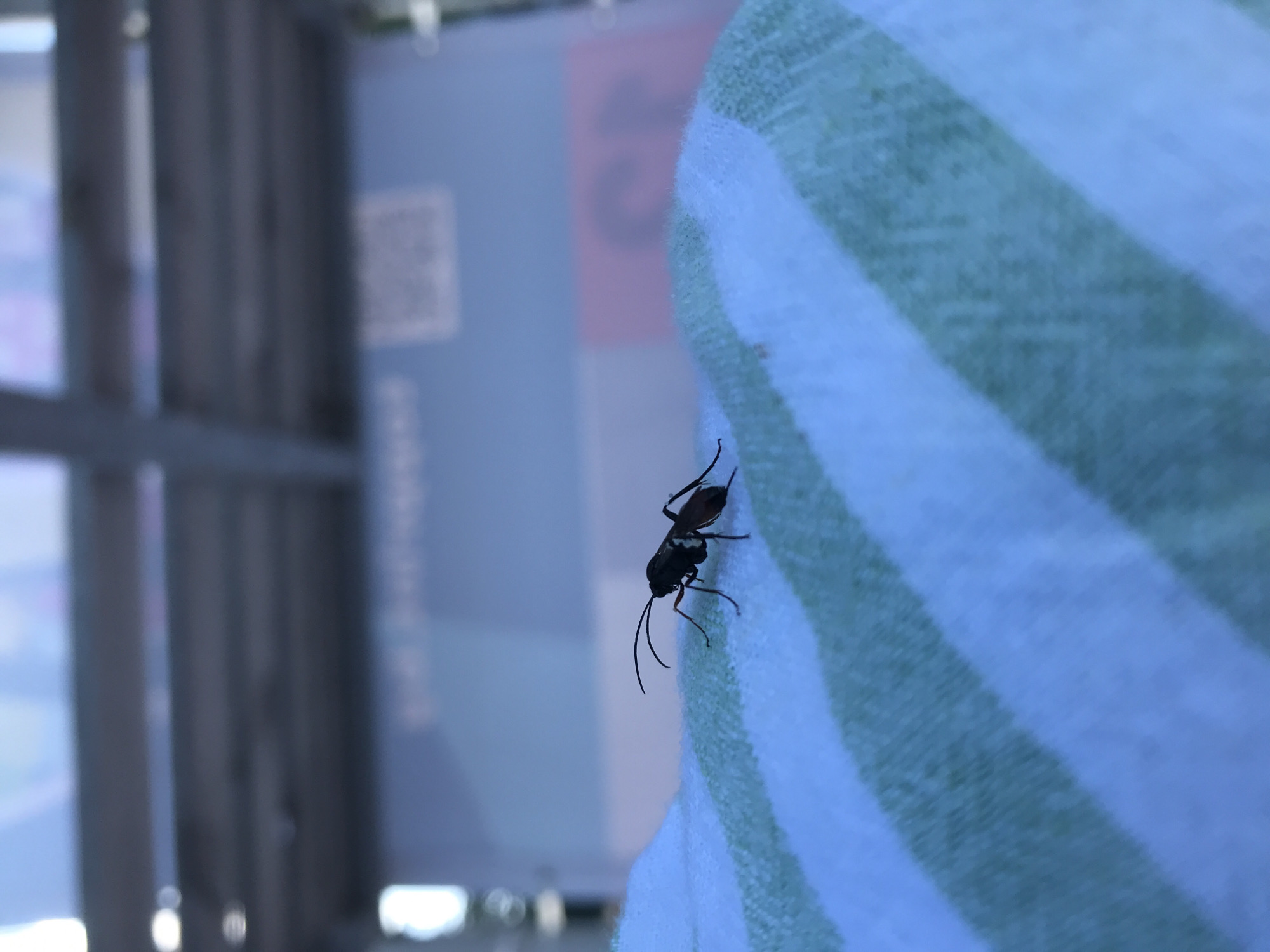 The image depicts a close-up of a black ant with an orange abdomen and long antennae, perched on a striped fabric with light blue and green stripes. The fabric appears to be soft and possibly part of outdoor furniture or a towel. In the blurred background, there are vertical wooden structures and what seems to be a large, light blue object, possibly a container or a sign, with some unreadable text. The lighting suggests an outdoor setting during daylight, with soft shadows. There are no people or any identifiable landmarks of Varna, Bulgaria, in the image.