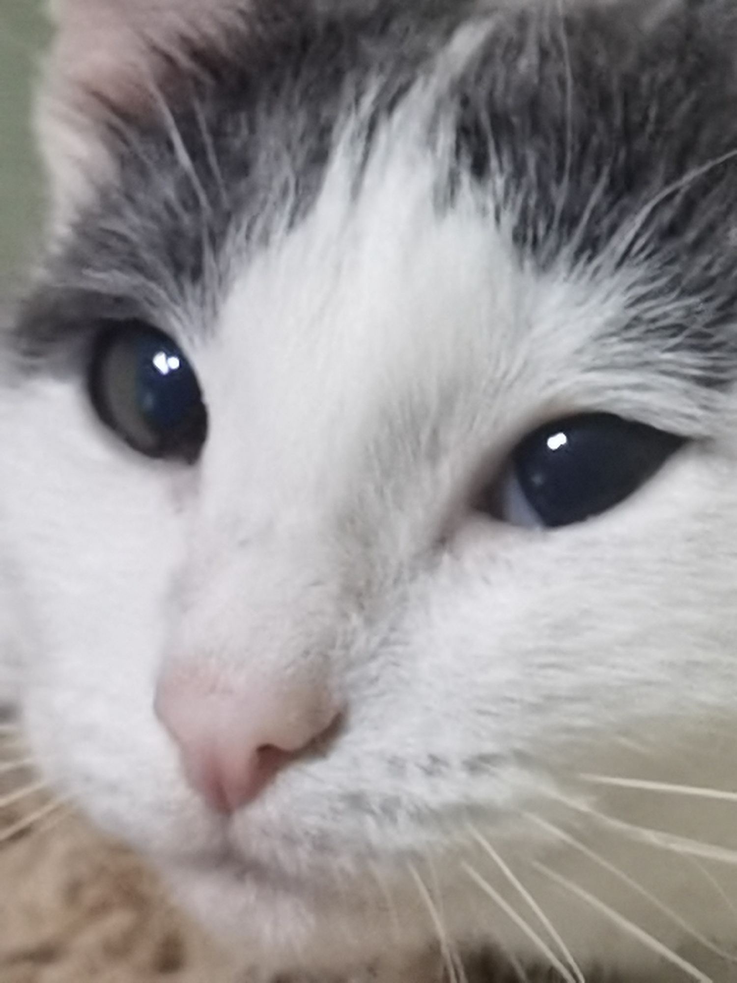 The image is a close-up, portrait-style photograph of a cat's face. The cat has white fur with gray markings on its head and ears. Its eyes are dark and appear to be reflecting light, giving them a glossy appearance. The nose is a soft pink color. The image is focused on the cat's eyes and nose, with the fur around its face appearing slightly blurred. The background is indistinct and appears to be a neutral color, possibly a wall or fabric. There are no people or other animals visible in the image.
There is no information within the image that indicates a location in the city of Chaikovsky, Russia. The image is purely a close-up of a cat's face.
