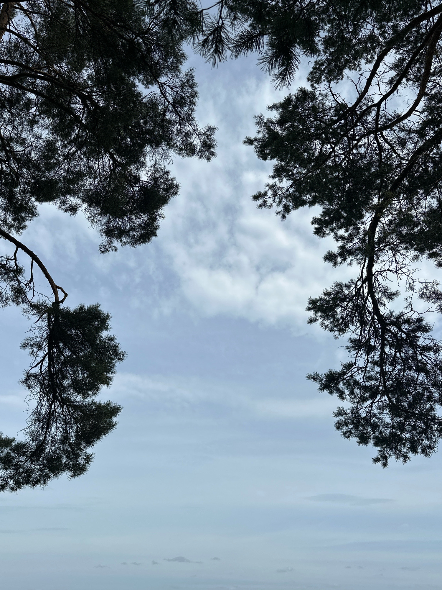The image captures a view looking up through the branches of pine trees towards a cloudy sky. The foreground is dominated by the dark silhouettes of pine branches and needles, framing the sky. The sky is a pale blue with scattered white clouds, creating a soft, diffused light. The lower portion of the image shows a hazy, indistinct horizon, suggesting a distant landscape or possibly a body of water obscured by atmospheric conditions. The scene is devoid of any human presence or discernible activity. The location is identified as Narač, Narač Rural Council, Belarus.