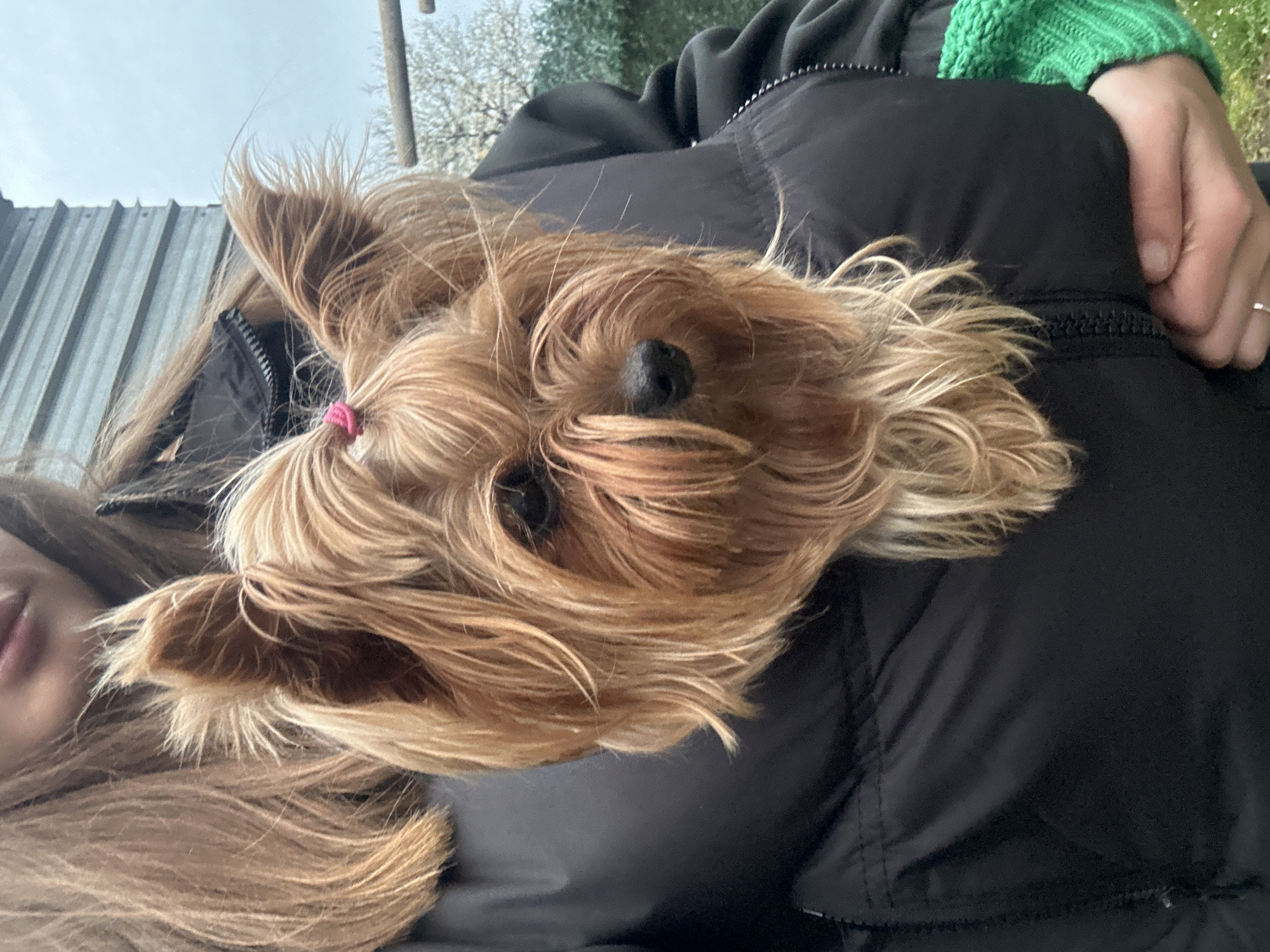 A photograph shows a medium-sized, long-haired dog, possibly a Yorkshire Terrier, lying on a person's black jacket. The dog has light brown and blonde fur, with a pink hair tie visible in its hair. The person is wearing a green sweater and a ring on their finger. A portion of the person's face, including their lips, is visible. The background includes an exterior setting with what appears to be a fence or corrugated metal structure. Due to the limited visual information, it is not possible to confirm the location as Burgas, Bulgaria.