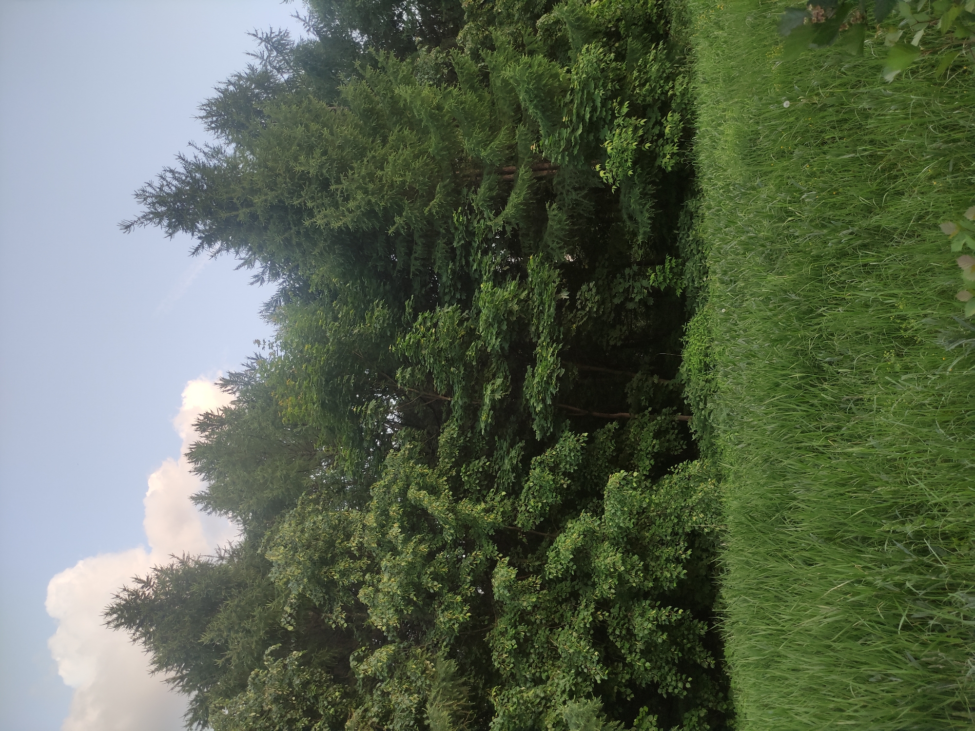 The image, originally presented in a portrait orientation but appearing to be a landscape rotated 90 degrees clockwise, depicts a vibrant natural scene. When viewed correctly (rotated 90 degrees counter-clockwise), the composition is dominated by a dense line of trees on the left and center, bordering an expansive grassy field on the right, all under a bright sky.
The subjects include a variety of trees, some appearing to be conifers with needle-like foliage, while others are deciduous with broad leaves, all showcasing a healthy, deep green hue. The tree line forms a thick canopy. To the right, a wide field of tall, lush green grass stretches across the frame. Small white seed heads, possibly from dandelions, and occasional yellow wildflowers are visible within the grass, adding subtle detail.
The sky, occupying the top portion of the image when correctly oriented, is a light blue with scattered, fluffy white cumulus clouds, indicating pleasant weather.
There is no discernible activity or event taking place; the scene captures a serene, untouched natural environment. Notable details include the bright daylight, suggesting a clear day, likely late morning or afternoon. The overall impression is one of natural beauty and tranquility. Given the location context of Moscow, Russia, this scene likely portrays a park, botanical garden, or forested area within or near the city. No people, animals, or man-made objects are visible, and there is no visible text.