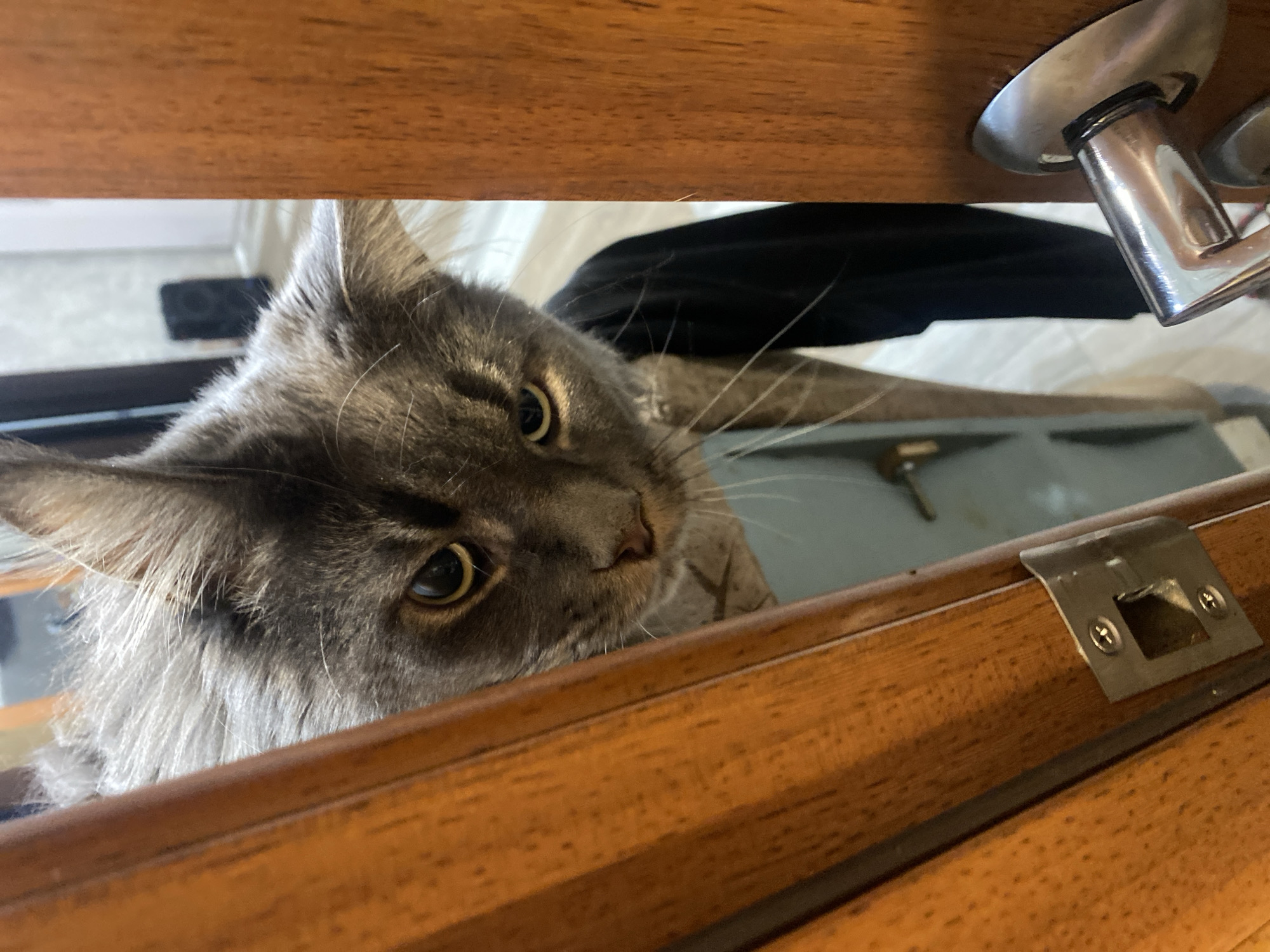 A gray cat with green eyes peers through an opening between a closed wooden door and its frame. The door handle is visible at the upper right. The scene appears to be indoors. The location is unknown.