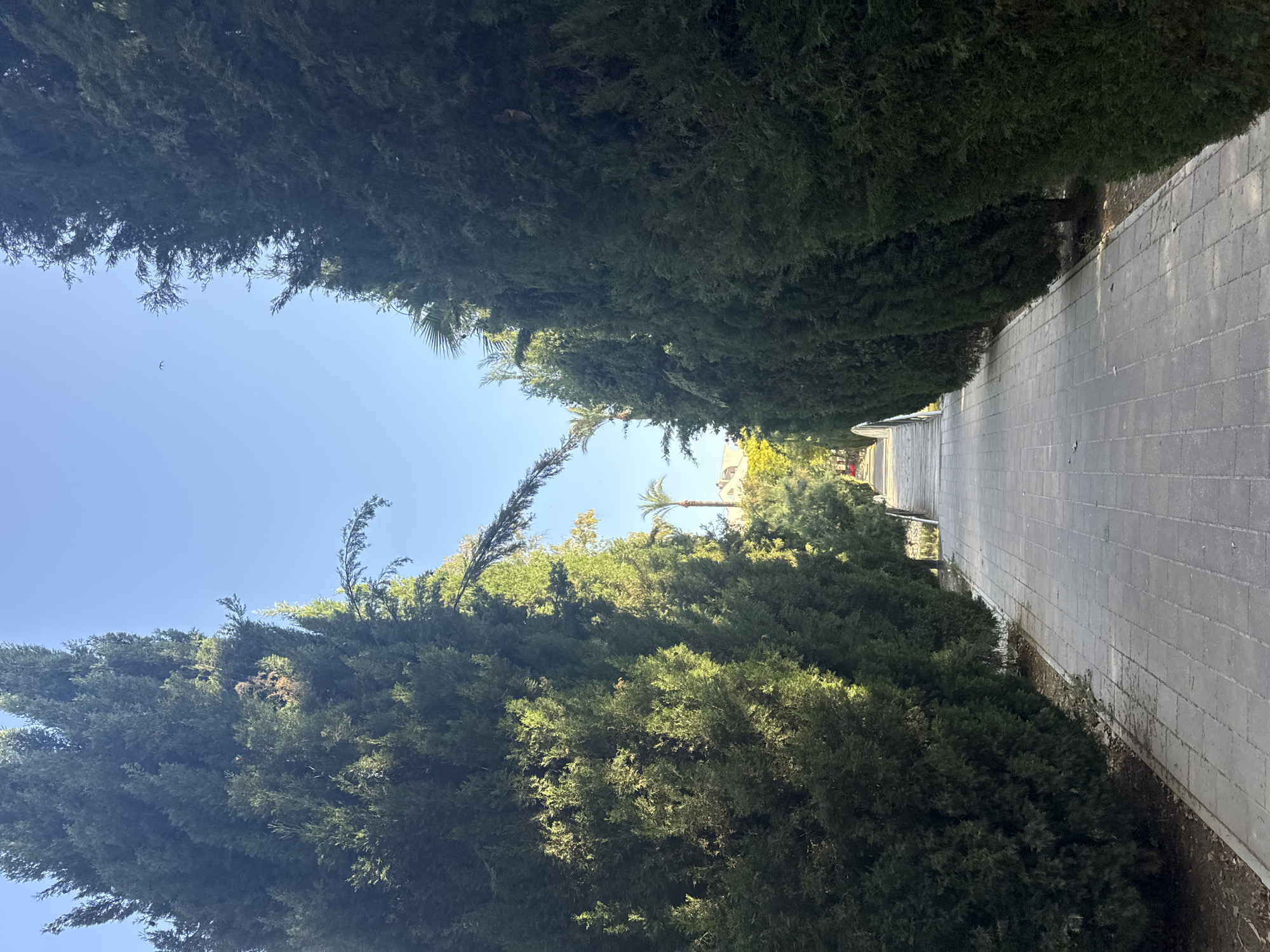 This image depicts a paved walkway lined with tall, dark green cypress trees on either side, creating a natural tunnel effect. The walkway extends into the distance, leading towards a bridge or overpass with a white railing. The sky is a clear, bright blue, with a few faint clouds visible. In the background, behind the trees, there are glimpses of palm trees and buildings with light-colored facades, suggesting an urban or suburban environment. The overall impression is one of a well-maintained public space, possibly a park or a promenade within the city of Murcia, Spain. The lighting indicates it is daytime, likely morning or late afternoon due to the angle of the sun casting shadows. There are no people or animals visible in the image.