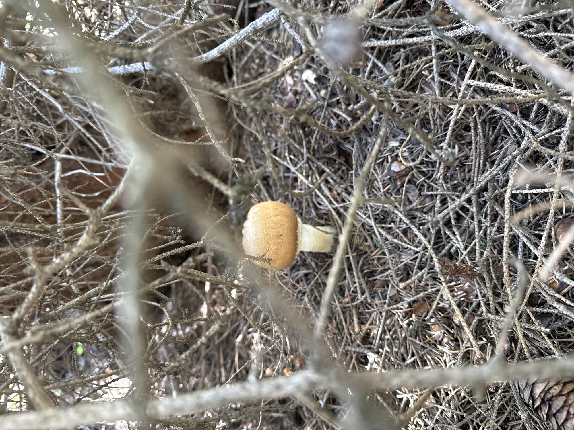 A single, small, light brown mushroom with a white stem is growing in a dense forest floor covered with pine needles and dry twigs. The mushroom is partially obscured by thin, dry branches that are in the foreground, creating a blurry, natural frame around the scene. The background is a blur of brown and green, suggesting more foliage and trees. The overall impression is one of a natural, untouched forest environment. The location is Togyzbulak, Kazakhstan.