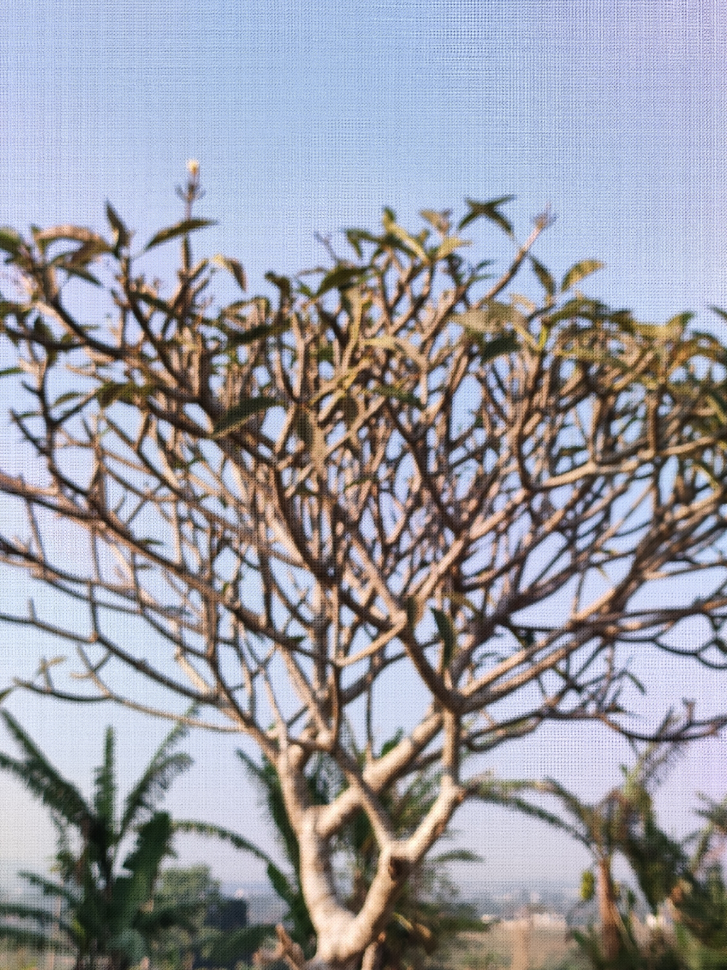 The image is a slightly blurry, medium shot of a leafless tree against a clear blue sky. The tree has a dense network of thin, brown branches, with a few scattered green leaves visible. In the background, out of focus, there are glimpses of other foliage, possibly palm trees, and a hazy landscape suggesting a distant view. The image appears to be taken outdoors during the daytime. There are no people or animals visible. The texture of a screen or mesh is noticeable across the entire image, suggesting it might have been taken through a window screen. The location is not identifiable as Caracas, Indonesia, as Caracas is the capital city of Venezuela.