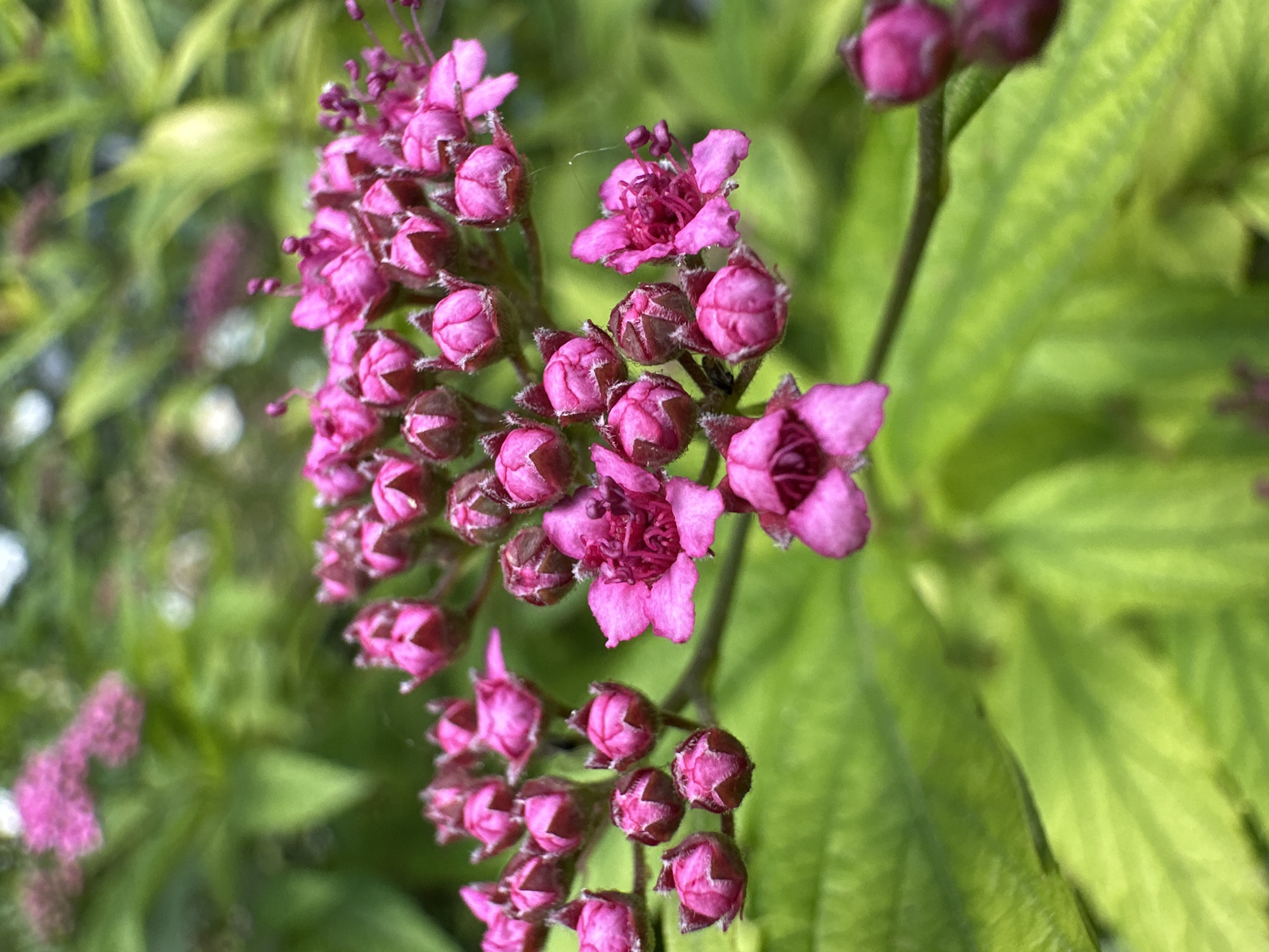 A close-up, shallow-depth-of-field shot captures a cluster of small, vibrant pink flowers, some in bud and others partially open. The flowers are delicate, with pointed petals and visible stamens on the open blooms. They are arranged on thin, dark stems against a backdrop of blurred green foliage. One single, fully opened flower is prominently featured on the right side of the frame, revealing intricate petal details and a deep pink center. The overall impression is one of natural beauty and detail, with the focus sharply on the floral subjects. The scene appears to be outdoors, likely in a garden or natural setting, with no indication of a specific urban location.