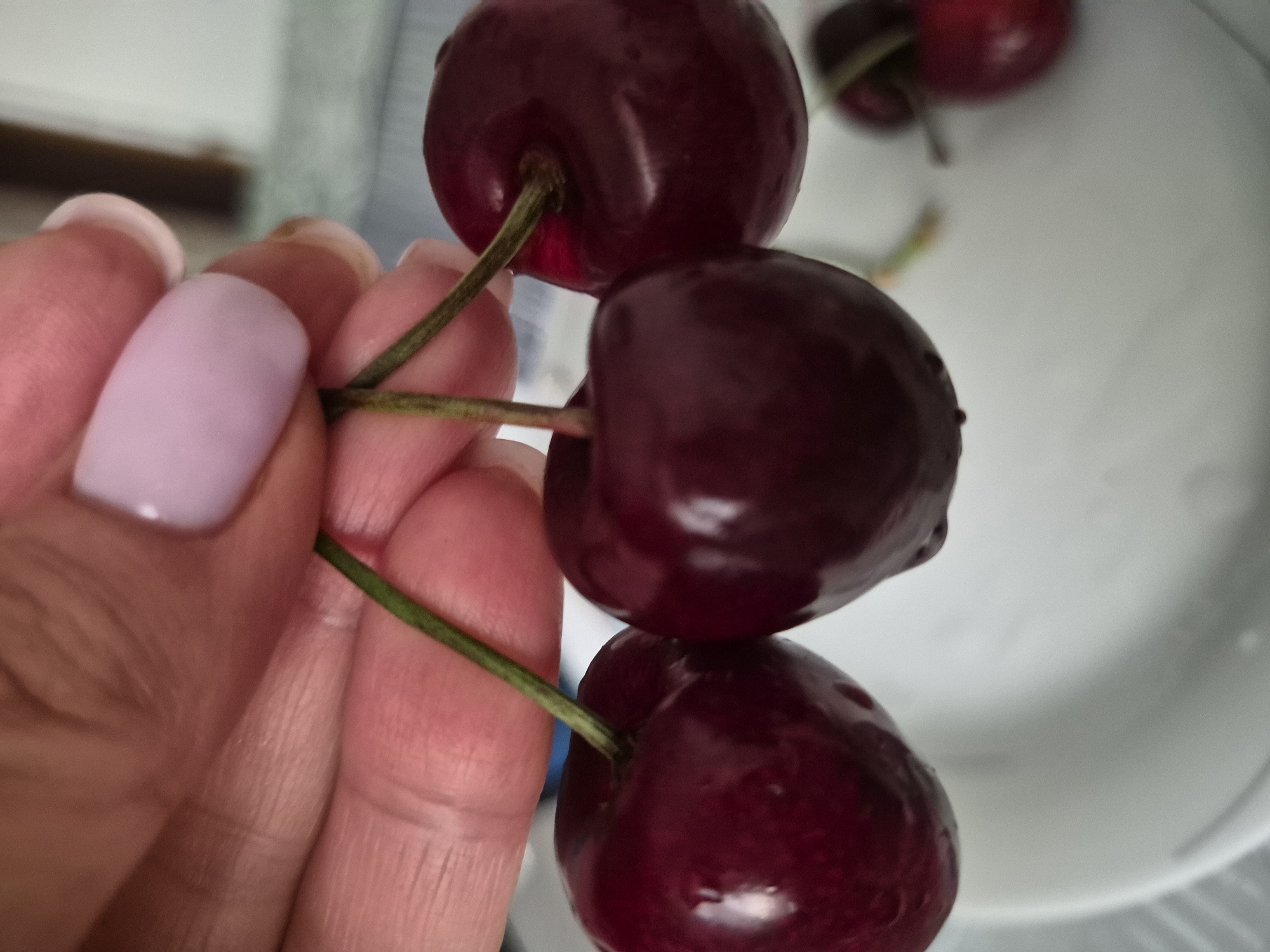 In a close-up shot, a person's hand holds a cluster of three dark red cherries by their green stems. The hand has lightly manicured nails painted a pale lavender. The cherries are plump and glossy, with some water droplets visible on their surface. They are suspended over a white surface, possibly a plate, which is out of focus. In the background, a blurred, light-colored wall is visible. The scene is indoors, with natural or artificial lighting that highlights the sheen of the cherries and the details of the hand. No specific city or location details are provided in the image.