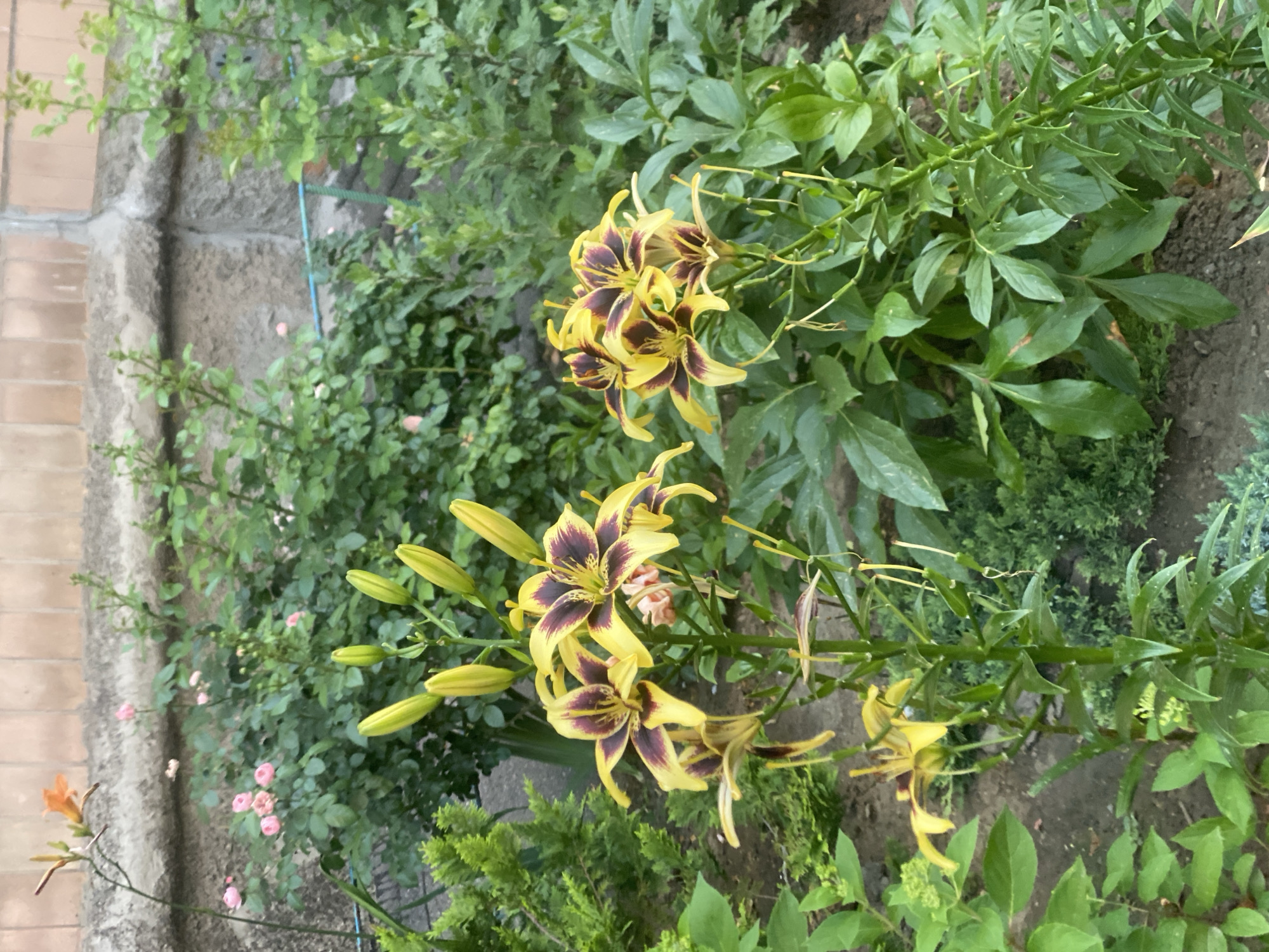 In Poltava, Ukraine, a close-up, eye-level, outdoor shot captures a garden bed featuring several yellow and deep purple lilies in bloom, with their petals unfurled and prominent stamens. Among the lilies, numerous buds are visible, suggesting ongoing growth. To the left of the lilies, an orange lily bud is captured, and further back, a dense bush with small pink rose blossoms is present. The background consists of a grey, rough-textured brick wall. The overall scene is lush with green foliage, indicating a vibrant garden setting.