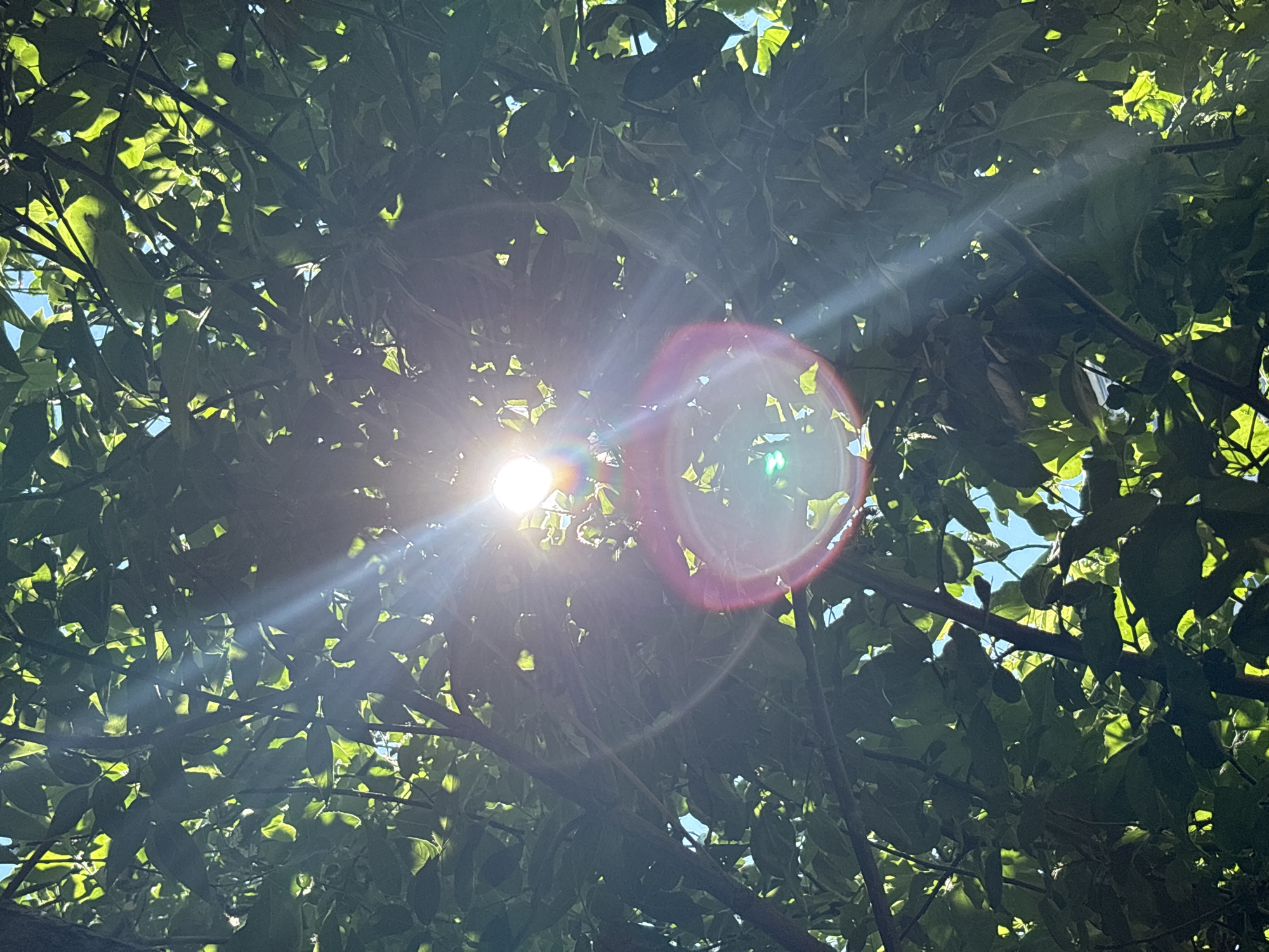 The image depicts a view looking upwards through the canopy of a tree. The sun is visible and bright, with distinct lens flares and light rays emanating from it, creating a lens flare effect. The leaves of the tree are predominantly green, some illuminated by the sunlight and appearing brighter, while others are in shadow. The sky is visible in patches between the leaves, appearing blue. The scene is set outdoors, likely in a park or garden within the city of Chaikovsky, Russia. No people or specific objects beyond the natural elements of the tree and sunlight are discernible.
