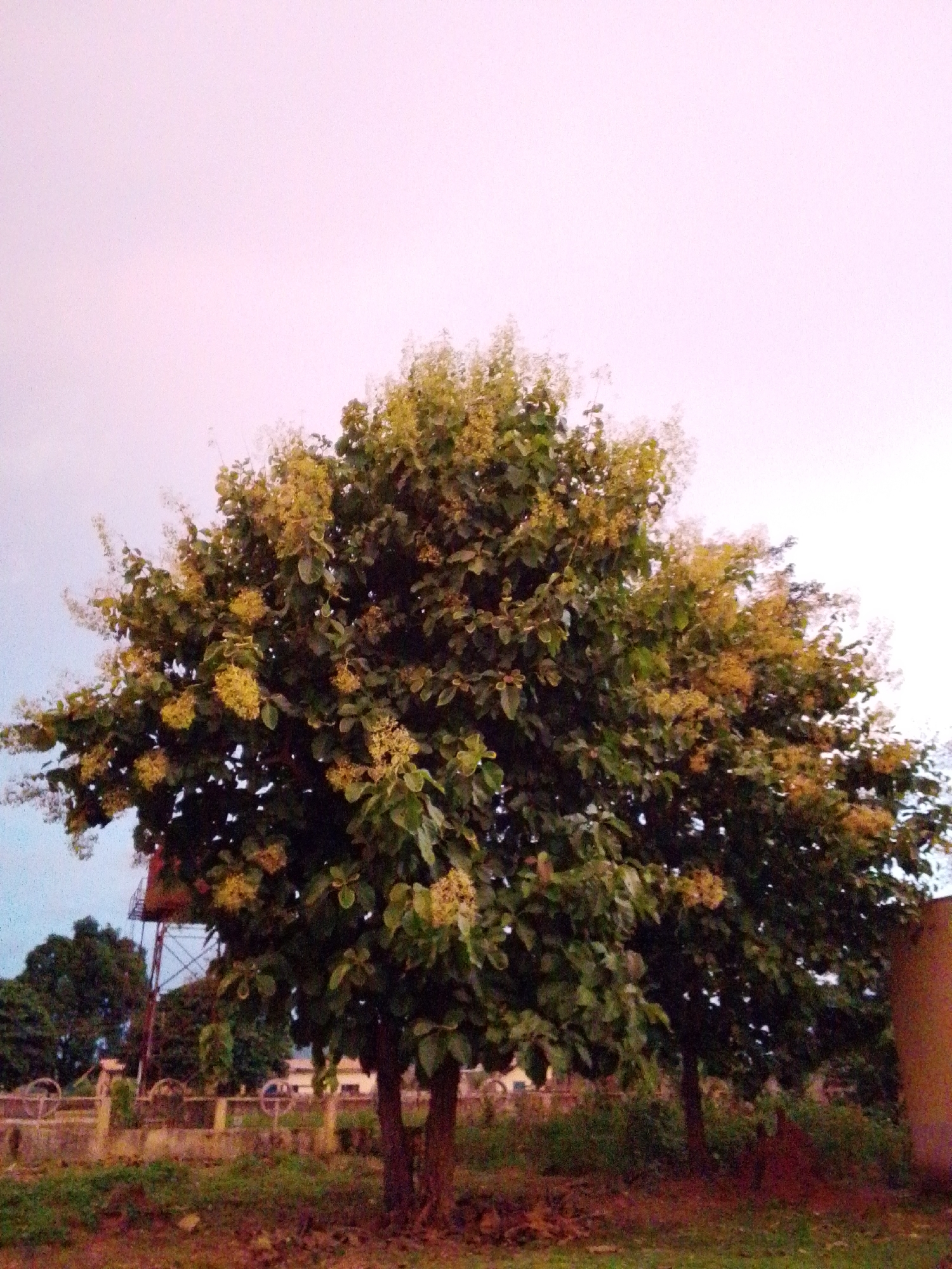 The image shows a large tree with green leaves and yellow blossoms in Serti, Nigeria. The tree is in the foreground, with its branches extending towards the sky, which is a light pinkish-white color. In the background, there is a water tower and some other trees. The ground in front of the tree is covered with dry leaves and grass. The image appears to be taken during the daytime, possibly at dusk or dawn, given the color of the sky. There are no people visible in the image. The overall scene is natural and serene, with the tree being the dominant subject.