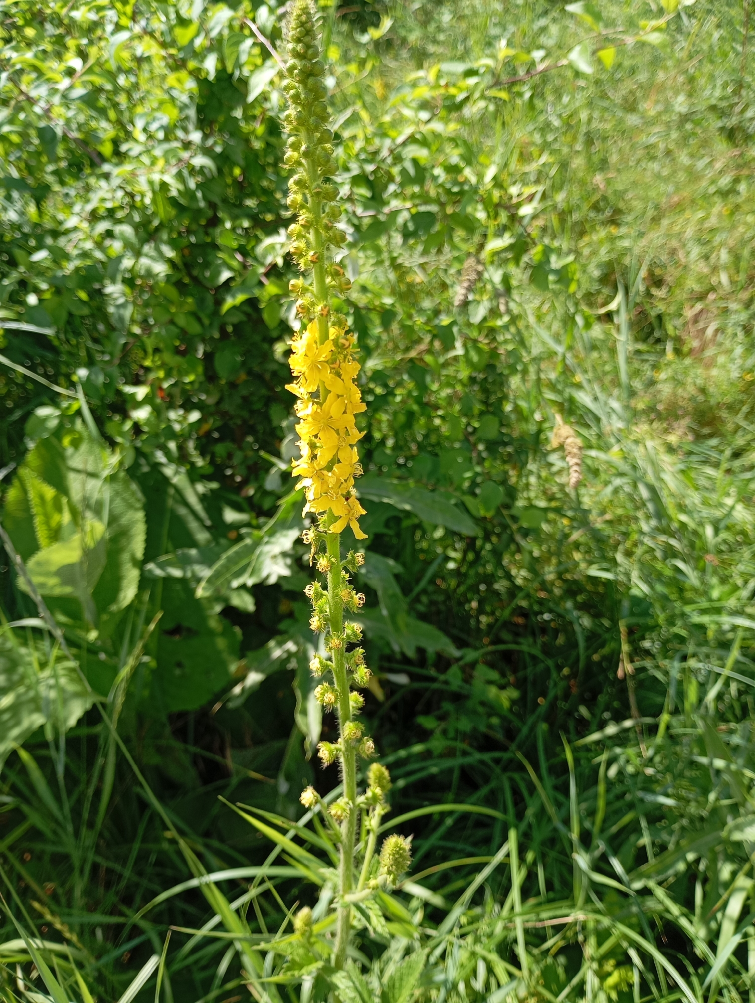 The image is a close-up, eye-level shot of a tall, slender, yellow flower stalk with multiple small yellow blossoms arranged in a dense raceme. The flower is positioned slightly to the right of the frame's center, with its base extending downwards and its top reaching out of the frame. The stalk is green and appears to have small buds or developing seed heads lower down. The background consists of out-of-focus green foliage, creating a soft bokeh effect. The lighting suggests a sunny day, with highlights on the leaves and flowers. The scene is set outdoors, in a natural environment with abundant greenery, possibly a meadow or a garden. The location is identified as Lesogorskaya, Russia.