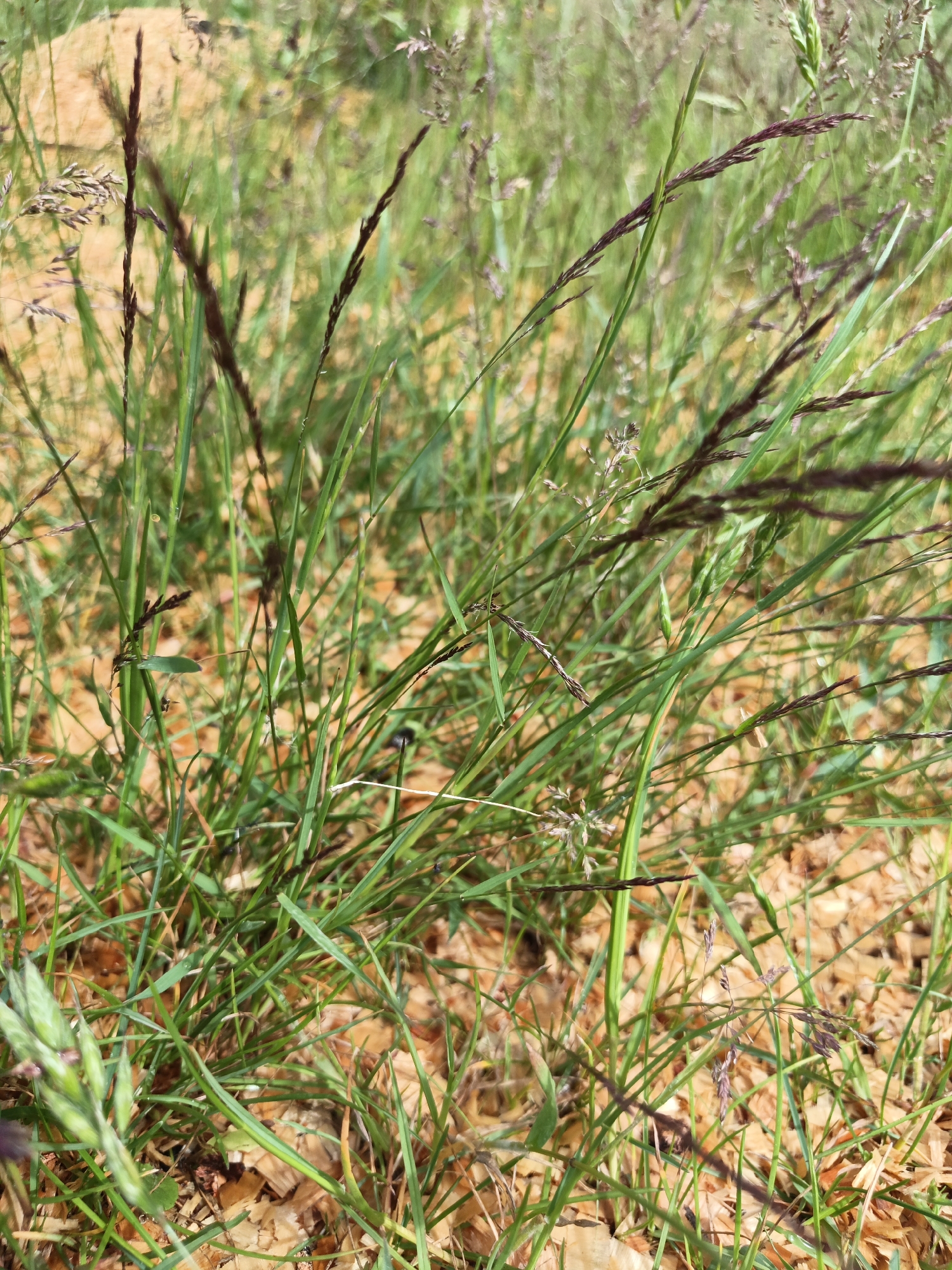This is a close-up, eye-level, outdoor, daylight photograph of wild grasses and fallen leaves on the ground in Лосева, Belarus. The focus is on the vegetation, with a shallow depth of field that blurs the background. The ground appears to be covered with dry, light brown leaves and some exposed soil. The grasses are predominantly green, with some stalks bearing dark purple-brown seed heads or flowers. The overall impression is of a natural, undisturbed patch of ground within the city. There are no people or animals visible in the frame.