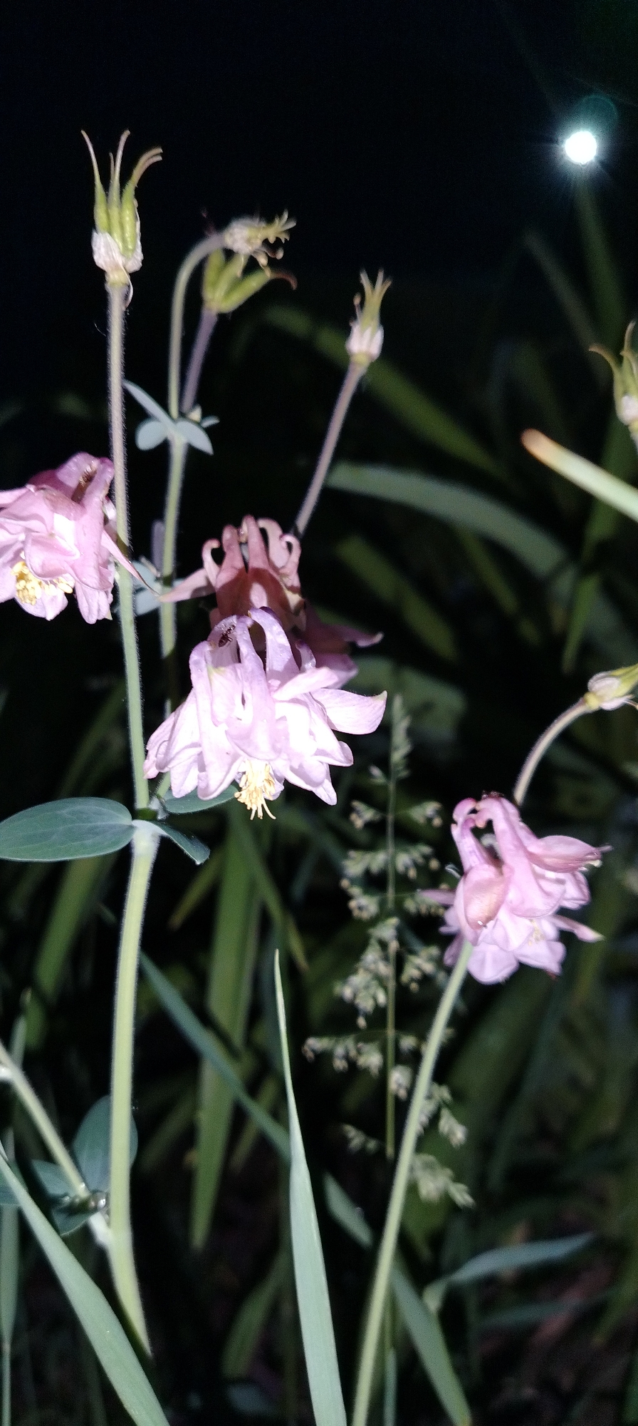 The image depicts light pink columbine flowers in a garden or natural setting at night. Some of the columbines have already gone to seed. Tall grass and other plants are visible in the background. A bright light source, possibly the moon, is visible in the upper right corner. The location is unknown.
