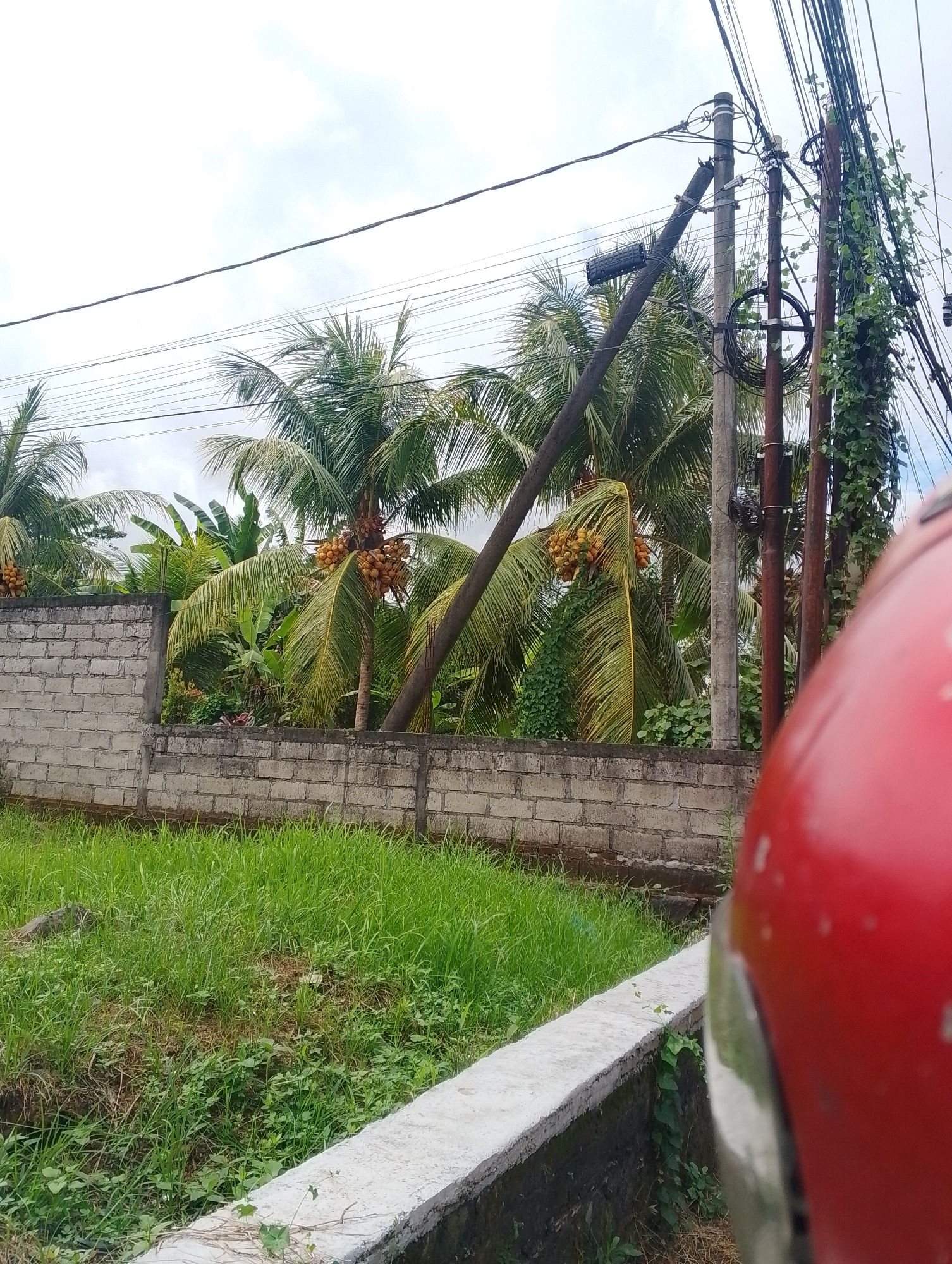 A cluster of coconuts hangs from a palm tree in front of a low, grey concrete block wall. Beyond the wall, lush green grass and various plants grow. Several utility poles with numerous wires are visible in the background, some of which are entangled with green vines. The sky is overcast and cloudy. In the foreground, a portion of a red, rounded object, possibly a vehicle, is visible on the right side of the frame. The scene appears to be outdoors, possibly in a tropical or subtropical environment.