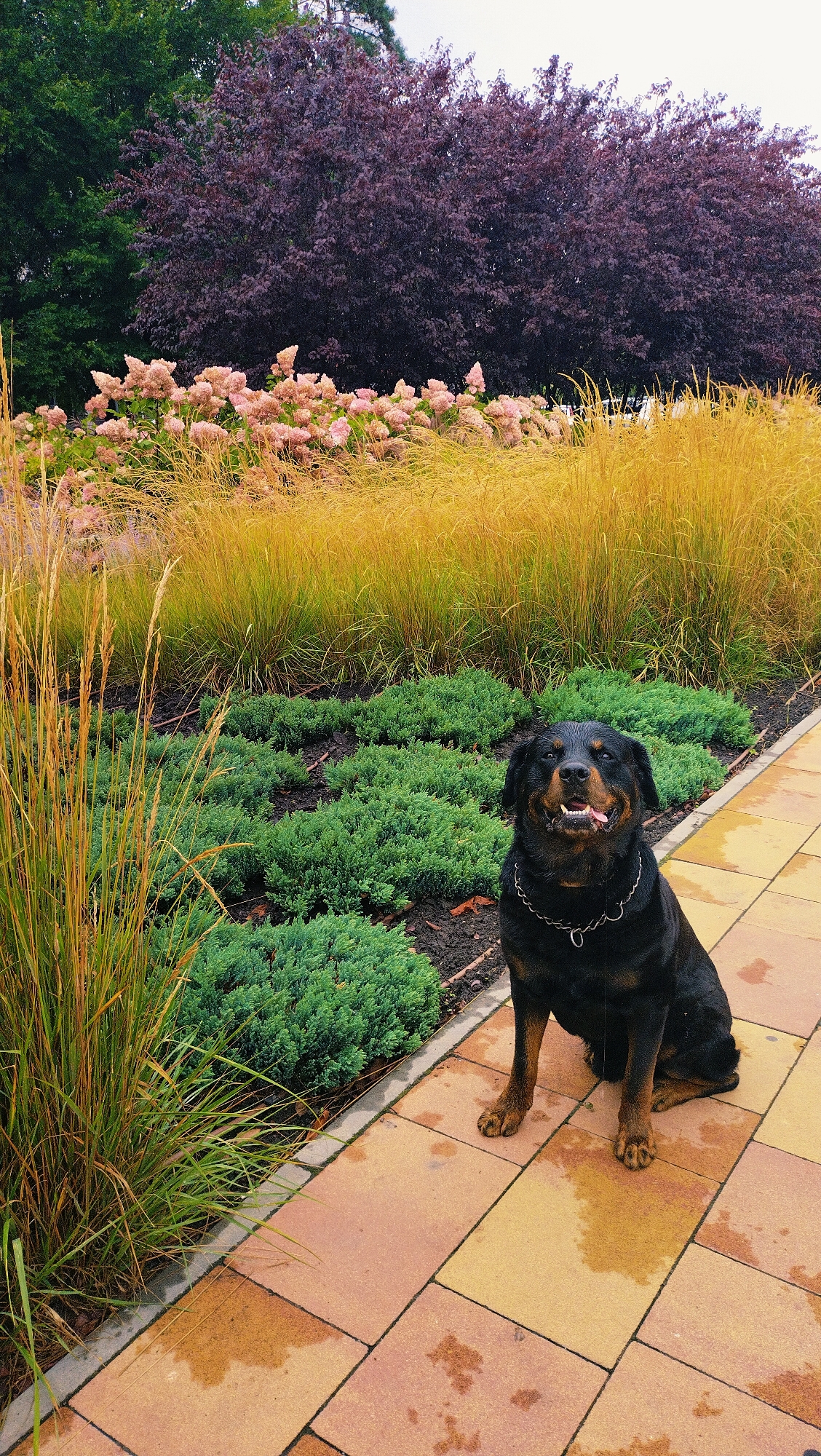 A rottweiler dog is sitting on a wet paved walkway in a park or garden. The dog is black and tan with a silver chain around its neck. It is looking at the camera with its tongue slightly out, appearing to be panting. The walkway is made of large, rectangular pavers in shades of yellow and orange, with visible water spots. Behind the dog, there are low-lying green bushes and tall, golden-yellow ornamental grasses. Further back, there are clusters of pink flowers and a large tree with dark purple foliage. In the far background, green trees are visible. The overall impression is of an outdoor setting, possibly a botanical garden or a landscaped park, in the city of Horishni Plavni, Ukraine, during or after a rain shower.