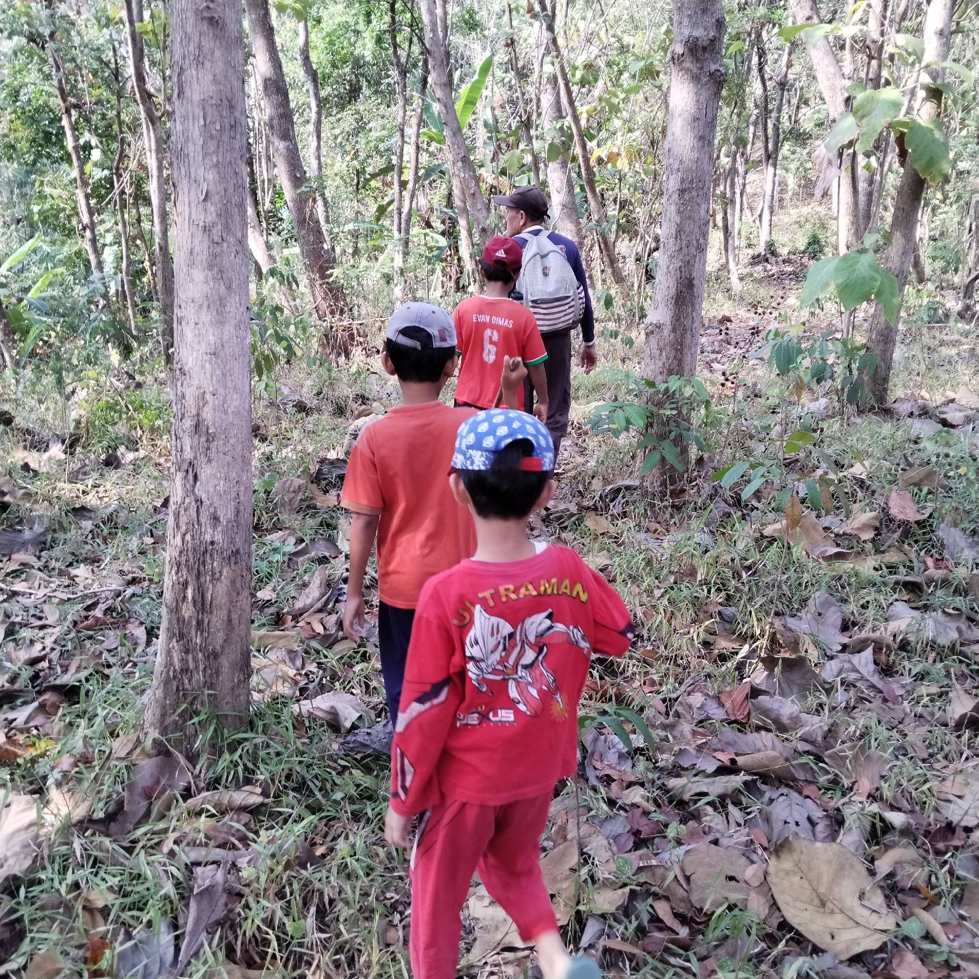 The image depicts a group of four individuals, appearing to be three young boys and one adult male, walking on a forest path. The setting is a forest with numerous trees, predominantly with light-colored, textured bark. The ground is covered with fallen leaves and sparse vegetation. The individuals are walking away from the camera, heading deeper into the forest.
The boy in the foreground, on the right, is wearing a red long-sleeved shirt with a graphic design on the back and red pants. He is also wearing a blue and white baseball cap. To his left, and slightly behind him, is another boy wearing an orange short-sleeved shirt and a grey baseball cap. Between these two, and further back, is a third boy wearing a red t-shirt with the number "6" and text "EVAN DIMAS" on the back, and a dark-colored cap. The adult male, positioned behind the boys, is wearing a dark long-sleeved shirt and a backpack with horizontal stripes. He is also wearing a dark cap.
The overall impression is of a group engaged in an outdoor activity, possibly hiking or exploring, in a natural environment. The lighting suggests it is daytime. The specific location in Karangbaru, Indonesia, is not visually apparent from the image itself, but is provided as contextual information.