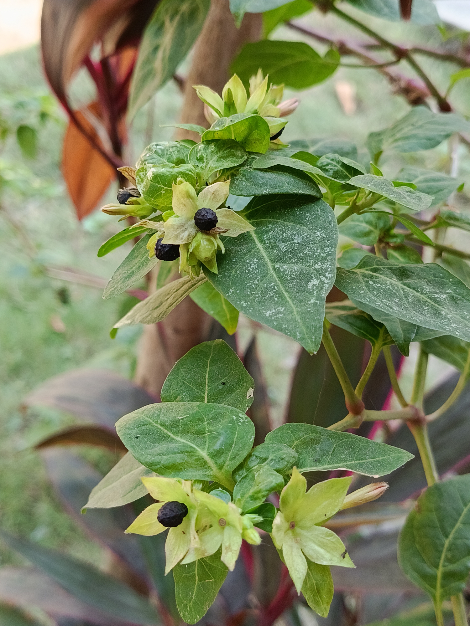 This is a close-up, high-angle, vertical, natural light photograph of a flowering plant. The plant features green leaves and pale green, star-shaped flowers with black centers. Several black berries are visible, some on the flowers and some on stems. The background is blurred, showing hints of other plants and earthy tones. The scene is likely outdoors, possibly in a garden or natural setting within Kemiri, Indonesia, as indicated. There are no people or animals visible.