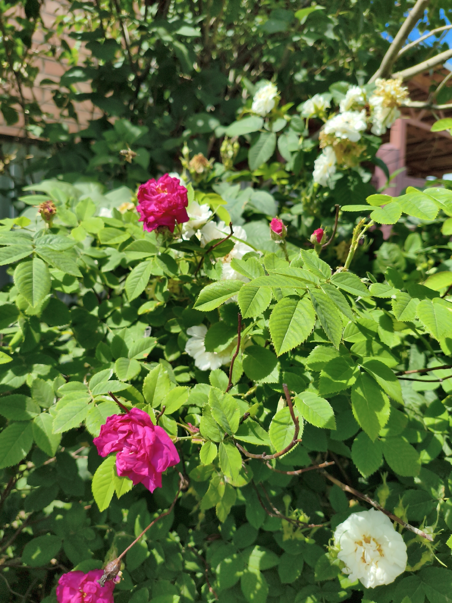 The image depicts a close-up view of a rose bush with vibrant pink and white flowers, set against a backdrop of lush green foliage. In the upper right portion of the image, a portion of a wooden structure, possibly a fence or pergola, is visible. The overall scene suggests an outdoor setting, likely a garden or park, under bright daylight conditions. The image is framed in a vertical orientation. There are no people visible in the image. The location is identified as Orenburg, Russia.
