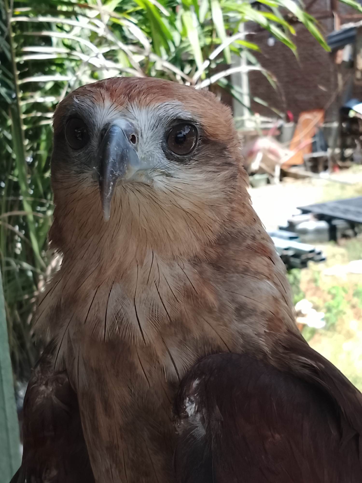 A close-up, head-on portrait of a Brahminy kite (Haliastur indus) is presented, focused on its head and upper chest. The bird has a distinctive white head with dark brown eyes and a hooked, grey beak. Its neck and chest are covered in light brown, feather-like markings. The background is blurred, showing green foliage and what appears to be a rustic wooden structure with some metal objects. This image was taken in Kuta Trieng, Indonesia.