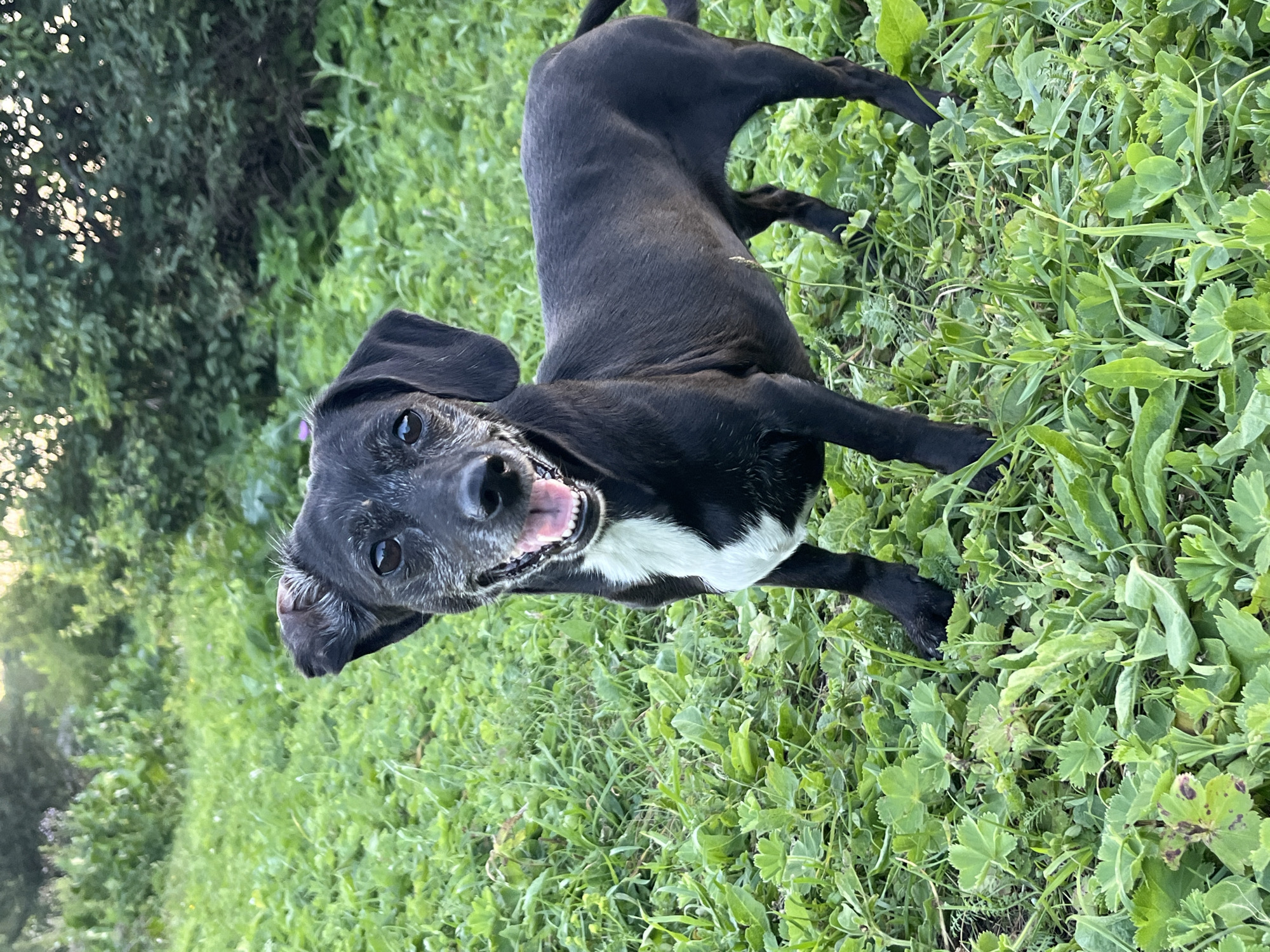 A black and white medium-sized dog with floppy ears stands in a grassy area. The dog is facing the camera with its mouth open, appearing to be smiling. Its fur is short, and it has a white patch on its chest. The background consists of green grass and trees, with sunlight filtering through the leaves. There are no people or other animals visible in the image. The scene appears to be outdoors, possibly in a park or backyard. The location is not specified in the image.