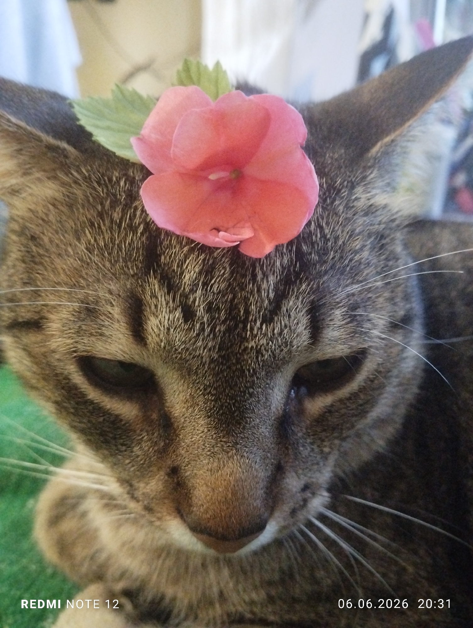 The image depicts a domestic cat, likely a tabby, with brown, grey, and black striped fur patterns visible across its head and upper body. A single pink flower, accompanied by two green leaf-like structures, is positioned centrally on the cat's forehead. The cat's eyes are partially closed, indicating a relaxed or resting state. Its nose is a light brown-pink, and white whiskers extend from both sides of its muzzle. The background is significantly out of focus, suggesting a shallow depth of field. Elements of the blurred background include lighter tones at the top, a blurred green surface on the lower left, and darker, indistinct shapes towards the right. The specific location within the city of Burgas, Bulgaria, cannot be ascertained from the visual evidence present in the image. A digital watermark in the lower left corner reads "REDMI NOTE 12", and another in the lower right corner displays "06.06.2026 20:31".