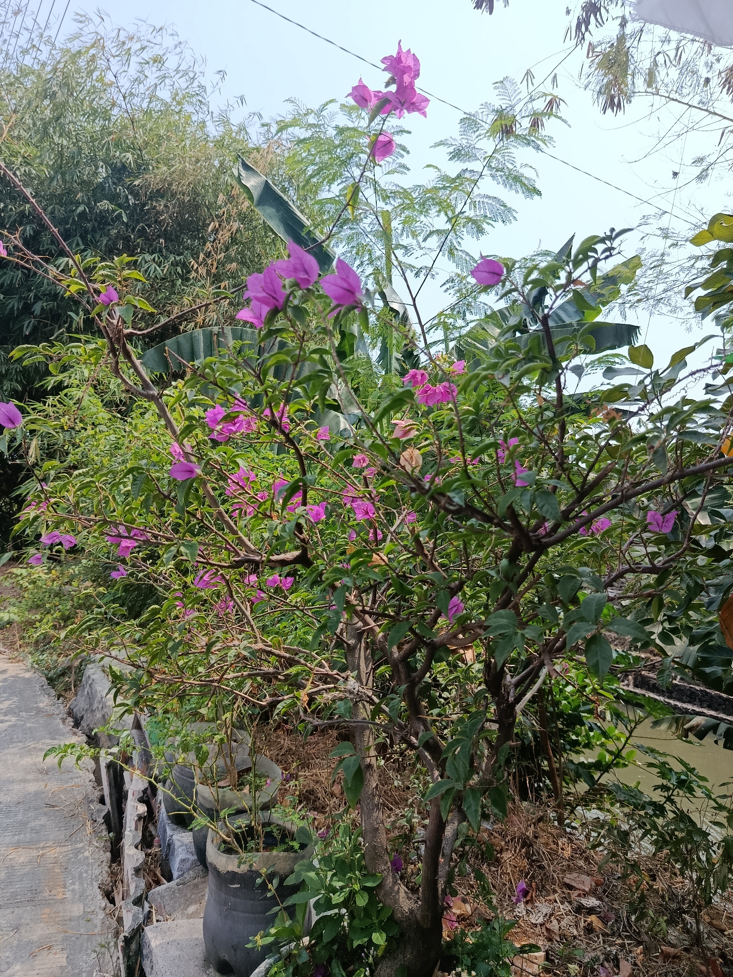 This image shows a vibrant bougainvillea plant with bright pink-purple flowers and green leaves, set against a backdrop of lush greenery and a pale blue sky. The plant appears to be growing alongside a concrete pathway and a low, stone retaining wall, with several plastic pots containing smaller plants visible at the base of the wall. In the background, dense foliage of bamboo and banana leaves can be seen, and to the right, a body of calm, greenish water is visible, possibly a canal or river. The scene suggests an outdoor setting, likely in a tropical or subtropical region, consistent with the environment of Wanasari, Indonesia. No people are present in the image. The overall impression is one of natural beauty and tranquility, with the colorful flowers of the bougainvillea adding a striking focal point to the scene.