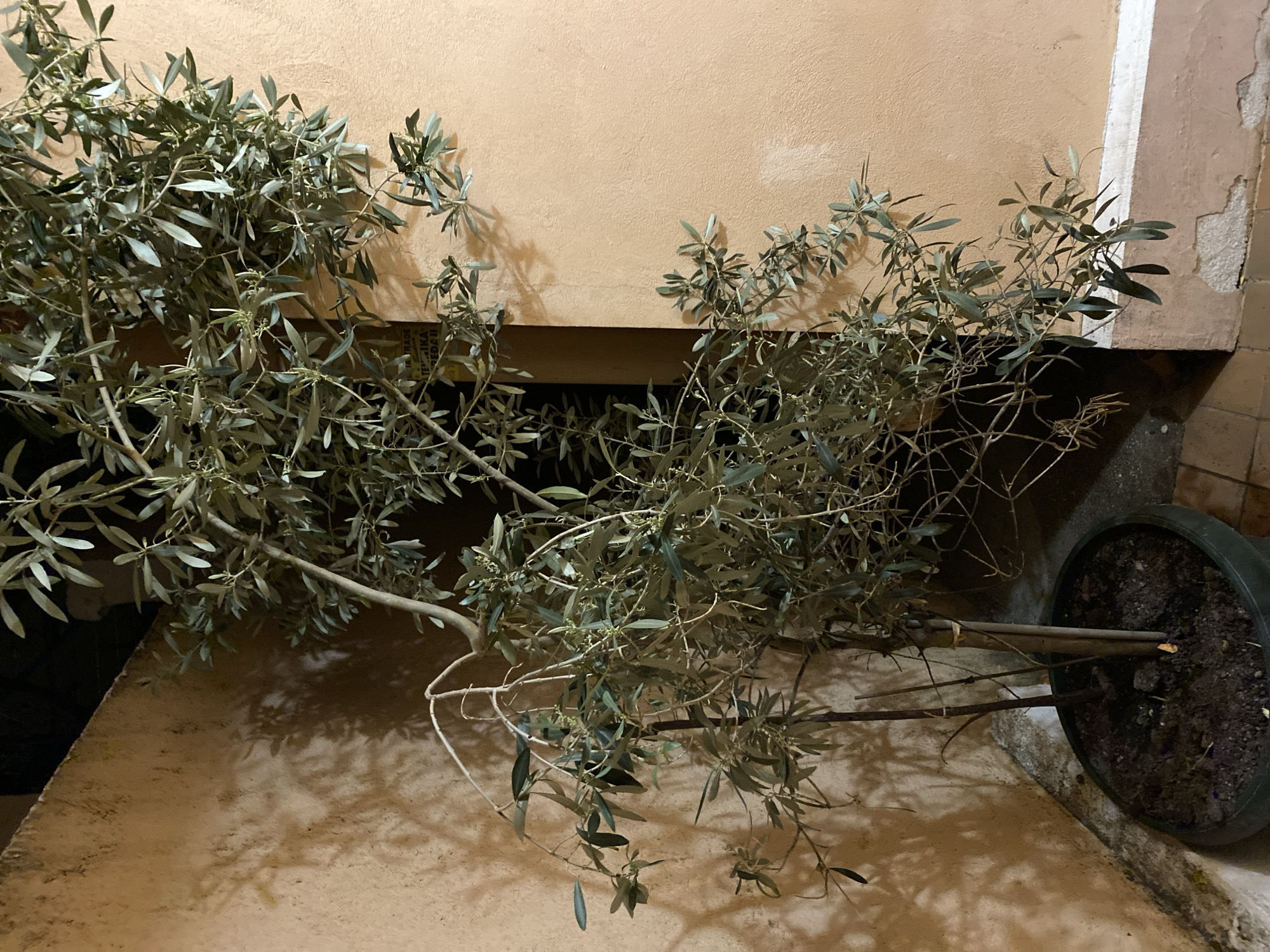 An olive tree in a black plastic pot lies on its side against a peach-colored wall in an outdoor setting. The tree's branches, covered in thin, grayish-green leaves, extend widely. The pot is filled with dark soil. The wall appears to be part of a building, with a slightly darker and textured section on the right side. The ground around the tree is paved with peach-colored tiles. The city and country location are Budva, Montenegro.