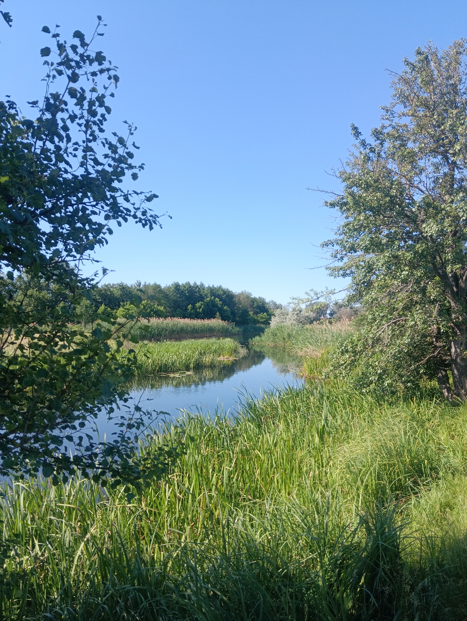 An eye-level outdoor shot captures a serene natural landscape dominated by a calm body of water reflecting a clear blue sky. The water is bordered by lush green reeds and grasses that grow in dense clusters along the banks. In the foreground and mid-ground, the vegetation is vibrant and tall, with sunlight highlighting its textures. Trees with full green foliage frame the scene on the left and right sides, with the tree on the right being larger and closer to the viewer. In the distance, a line of trees forms a dark green backdrop against the horizon. The overall impression is one of tranquility and natural beauty.