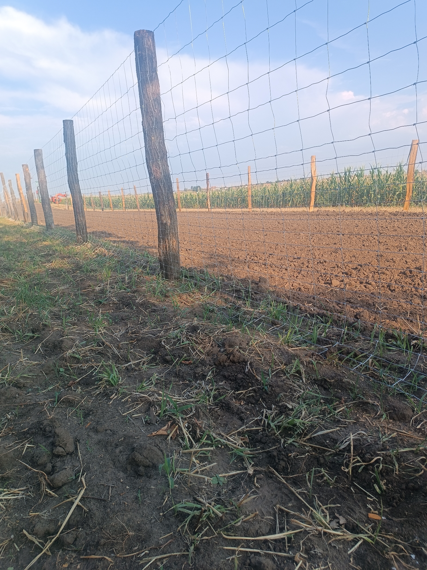 A low-angle, eye-level perspective captures a wire fence with wooden posts in the foreground, extending diagonally from the bottom left to the upper right corner of the image. The fence is supported by multiple weathered, rough-hewn wooden posts of varying thickness, some of which appear to be leaning. Beyond the fence, a field of dark, tilled soil is visible, transitioning to a row of green corn stalks further in the background. The sky above is a bright, pale blue with scattered white clouds. To the far left, a red tractor or agricultural vehicle is partially visible behind the fence. The ground in the immediate foreground is uneven, with patches of dry grass and soil clods. The scene depicts a rural or agricultural setting.