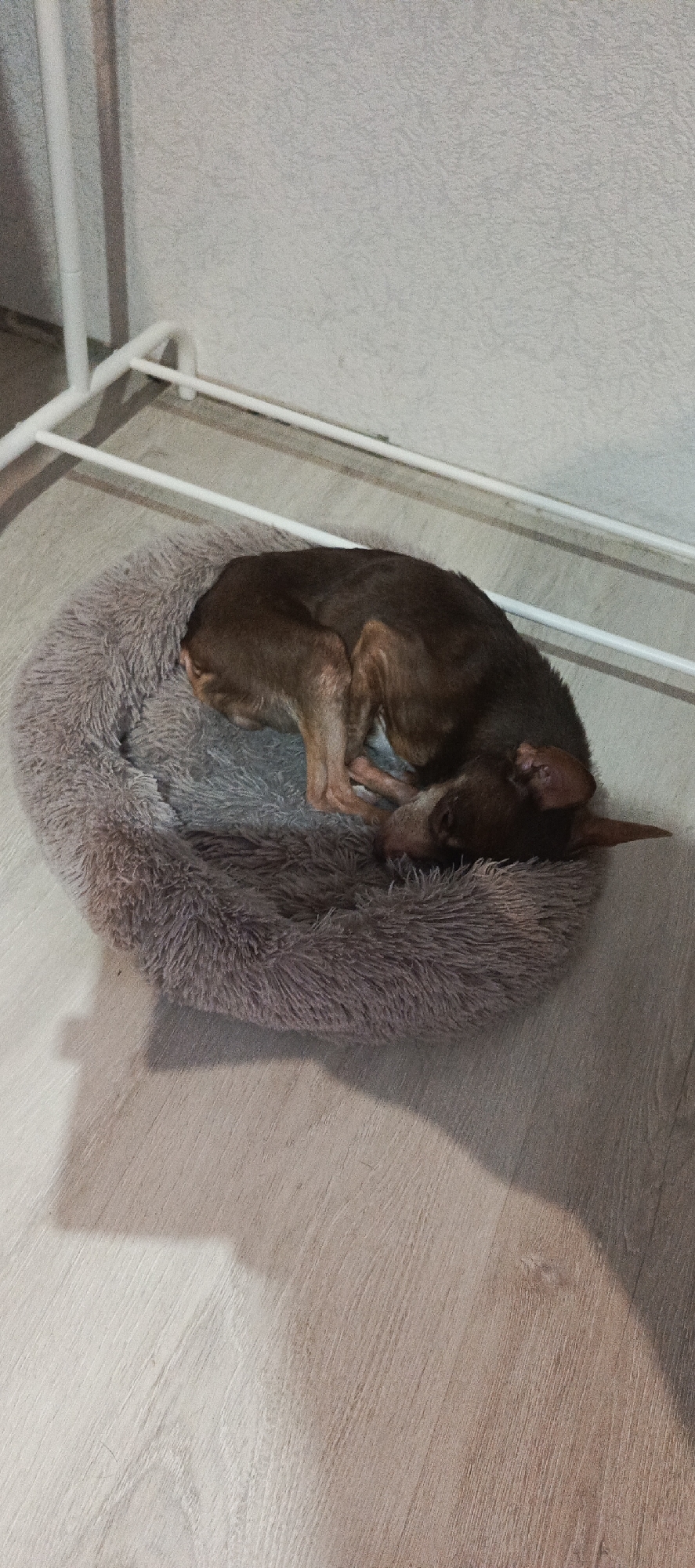An indoor scene within a residence in the city of Марковский, Russia, displays a small, brown dog sleeping curled tightly on a round, plush, grey pet bed. The dog is positioned centrally within the bed, with its head tucked into its body. The pet bed rests on a light-colored, planked laminate or wood floor. In the background, a light-grey, textured wall is visible, against which a white, tubular metal structure, possibly a clothing rack or shelving unit base, stands. Shadows are cast onto the floor from the left foreground, indicating an ambient light source. No other subjects or interactions are present.