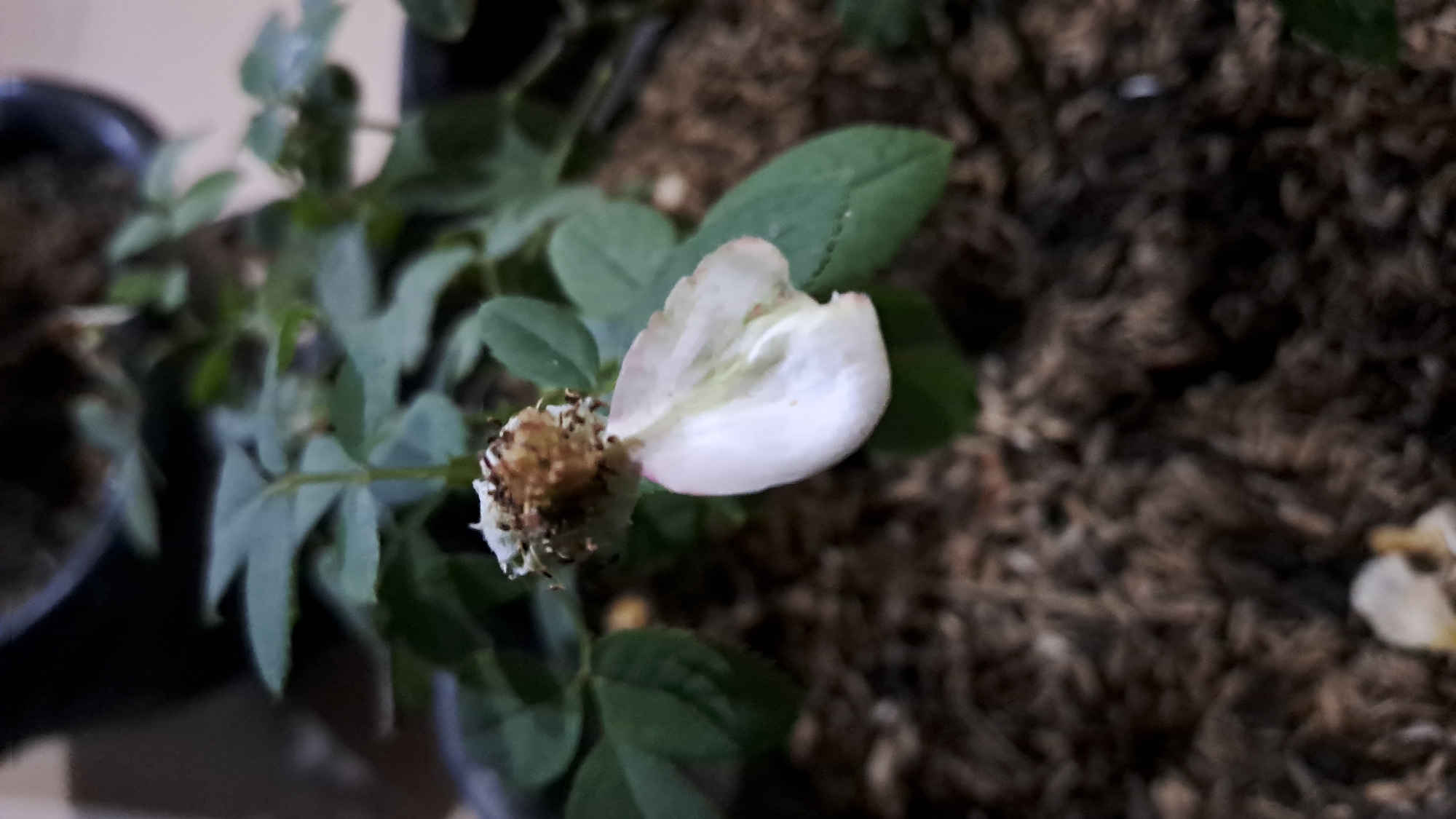 The image shows a close-up of a wilting rose flower in a pot. The flower has lost most of its petals, with only one pale pink petal remaining, delicately attached to the dried receptacle. The receptacle itself appears brown and shriveled, with some small dark particles clinging to it. The surrounding leaves are a muted green, some appearing slightly faded or damaged. The pot contains dark, granular soil, suggesting it is a typical potting mix. The background is blurred and dark, with hints of green foliage and the edge of another pot, indicating an outdoor or greenhouse environment. There is no indication of Lhokaweawe, Indonesia, or any specific location within a city.