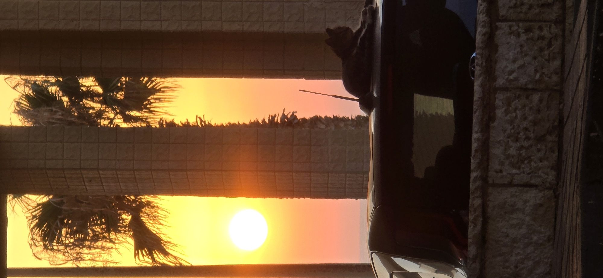 A cat is resting on the roof of a dark-colored vehicle at sunset in Bat Yam, Israel. The cat is dark-colored with white paws and is positioned on the back of the car's roof. The sun is setting, casting a bright orange and yellow glow across the sky, and partially obscured by palm trees and large stone pillars. The sea is visible in the background. The scene is viewed from a slightly elevated perspective, looking over a stone ledge in the foreground.