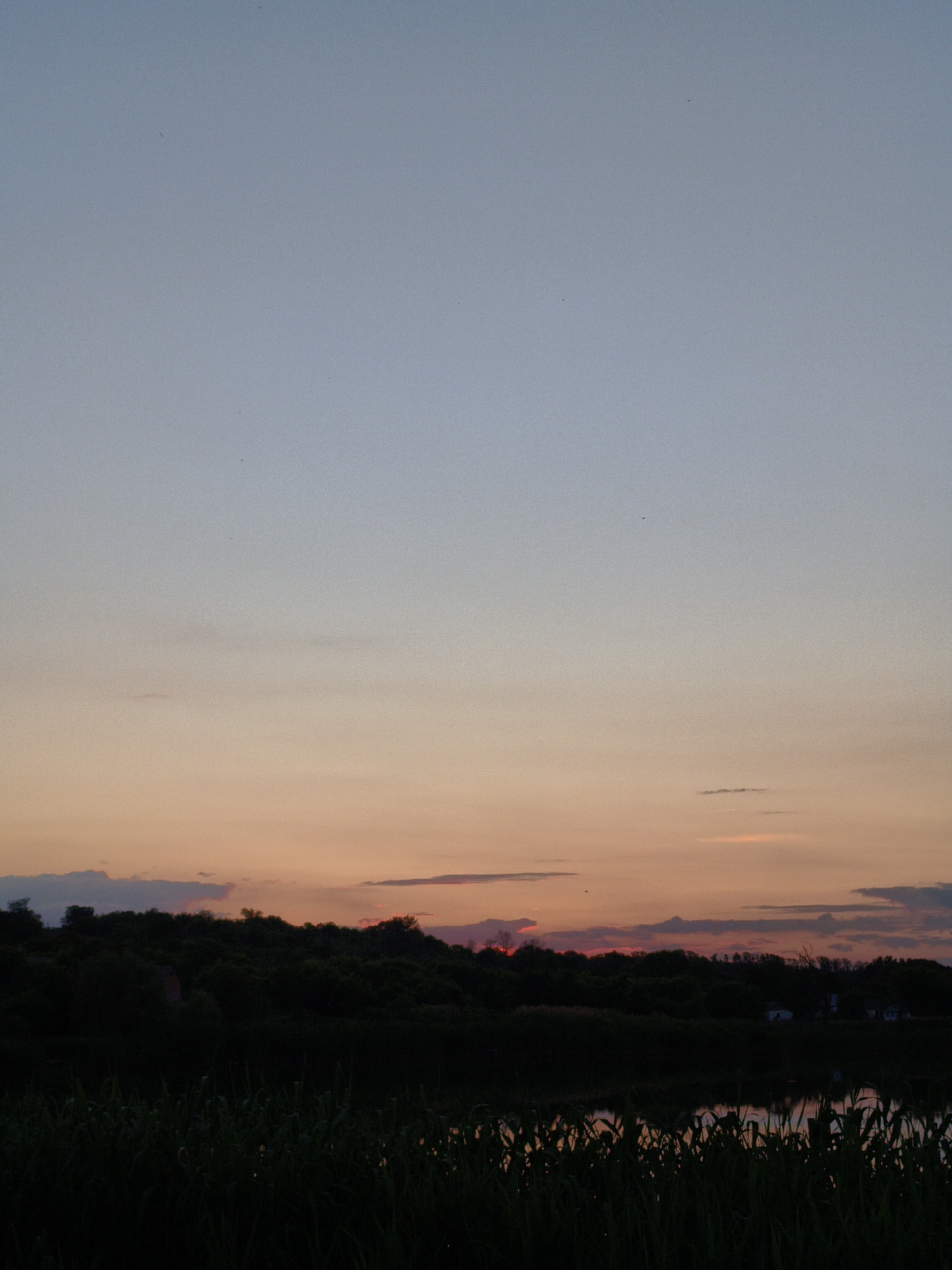 The image depicts a sunset over a rural landscape near Ustyvytsia, Ukraine. The sky transitions from a pale blue at the top to shades of orange and pink near the horizon. A silhouetted treeline with scattered buildings forms the middle ground, separating the sky from the foreground. The foreground consists of dark, silhouetted vegetation, likely reeds or tall grasses, with a body of water partially visible behind them, reflecting the colors of the sunset. No people or animals are visible in the frame. The overall atmosphere is serene and natural.