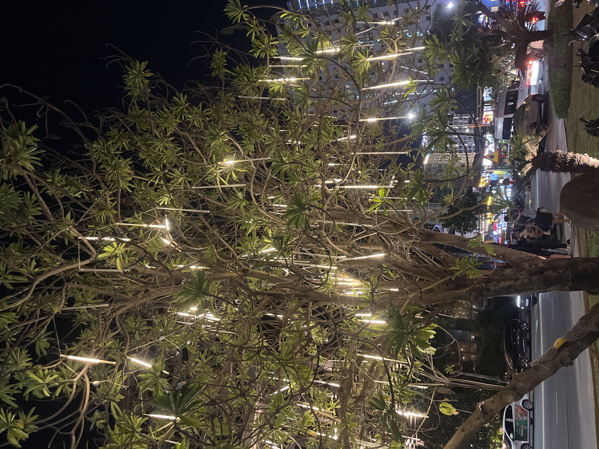 The image depicts a street scene at night in Đà Nẵng, Vietnam, characterized by a large tree adorned with numerous white, vertical LED lights that resemble icicles or shooting stars. These lights are strategically placed throughout the tree's branches, creating a festive and illuminated ambiance.
In the foreground, the trunk and branches of the tree are prominent, with its green leaves contrasting with the dark night sky. A paved area is visible in front of the tree, and further back, a street with moderate traffic is present. Several cars, including a white vehicle with colorful graphics and a black SUV, are on the road.
Beyond the street, a cityscape is discernible. Buildings, including what appears to be a multi-story structure with illuminated windows, are visible. Signs and lights from businesses add to the urban nighttime setting.
A few people are seen on the sidewalk, some standing and others walking, suggesting a public area or thoroughfare. The overall impression is of a lively urban environment decorated for an evening event or as part of its regular nighttime illumination. The ground is covered with grass in some areas, and shadows are cast by the artificial lights and the tree. The dark sky indicates it is nighttime, with no visible stars.