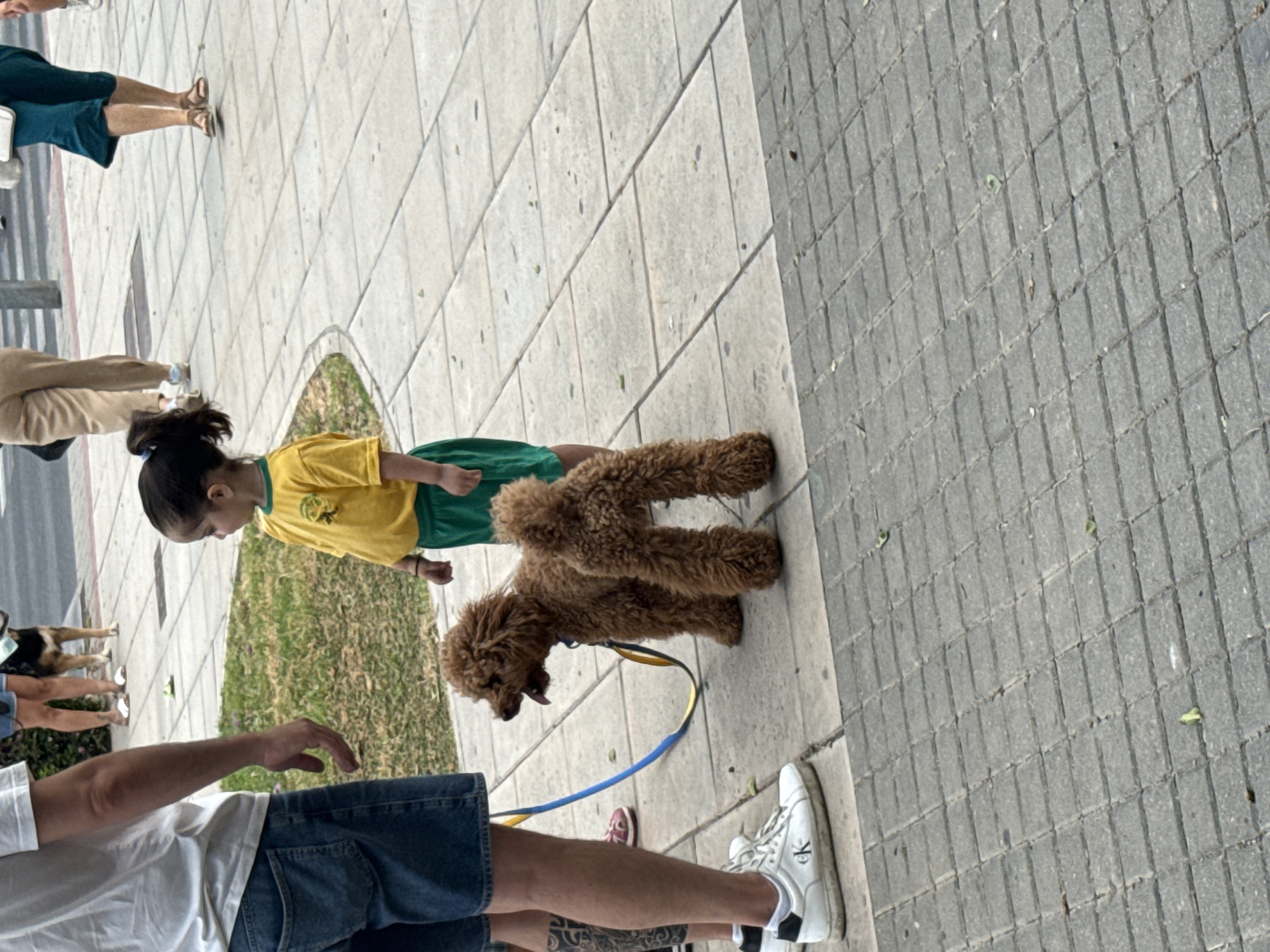 The image, taken from a slightly high angle and rotated, depicts an outdoor scene on a paved sidewalk. In the center, a young child, likely a girl with dark hair tied back, wears a yellow t-shirt and green shorts. She is walking a medium-sized, brown, curly-haired dog, possibly a poodle or doodle, which is attached to a blue and yellow leash held by someone out of frame or partially obscured. The dog appears to be looking down, possibly sniffing, with its mouth slightly open.
Several other individuals are partially visible. In the immediate foreground, the legs and lower torso of a person wearing blue denim shorts and a white t-shirt are prominent. This person is wearing white sneakers with a visible "CK" logo on the side. Further up the left side of the frame, another person's legs are seen in dark blue shorts or pants, and yet another person's legs in light brown pants. Faintly in the far left, the legs of another person and a small dog are visible.
The setting is an urban or suburban environment with a patterned grey sidewalk composed of rectangular pavers. To the left of the main subjects, there is a strip of green grass, suggesting a park or a tree-lined street. The lighting indicates it is daytime, likely sunny, and the overall mood is casual.