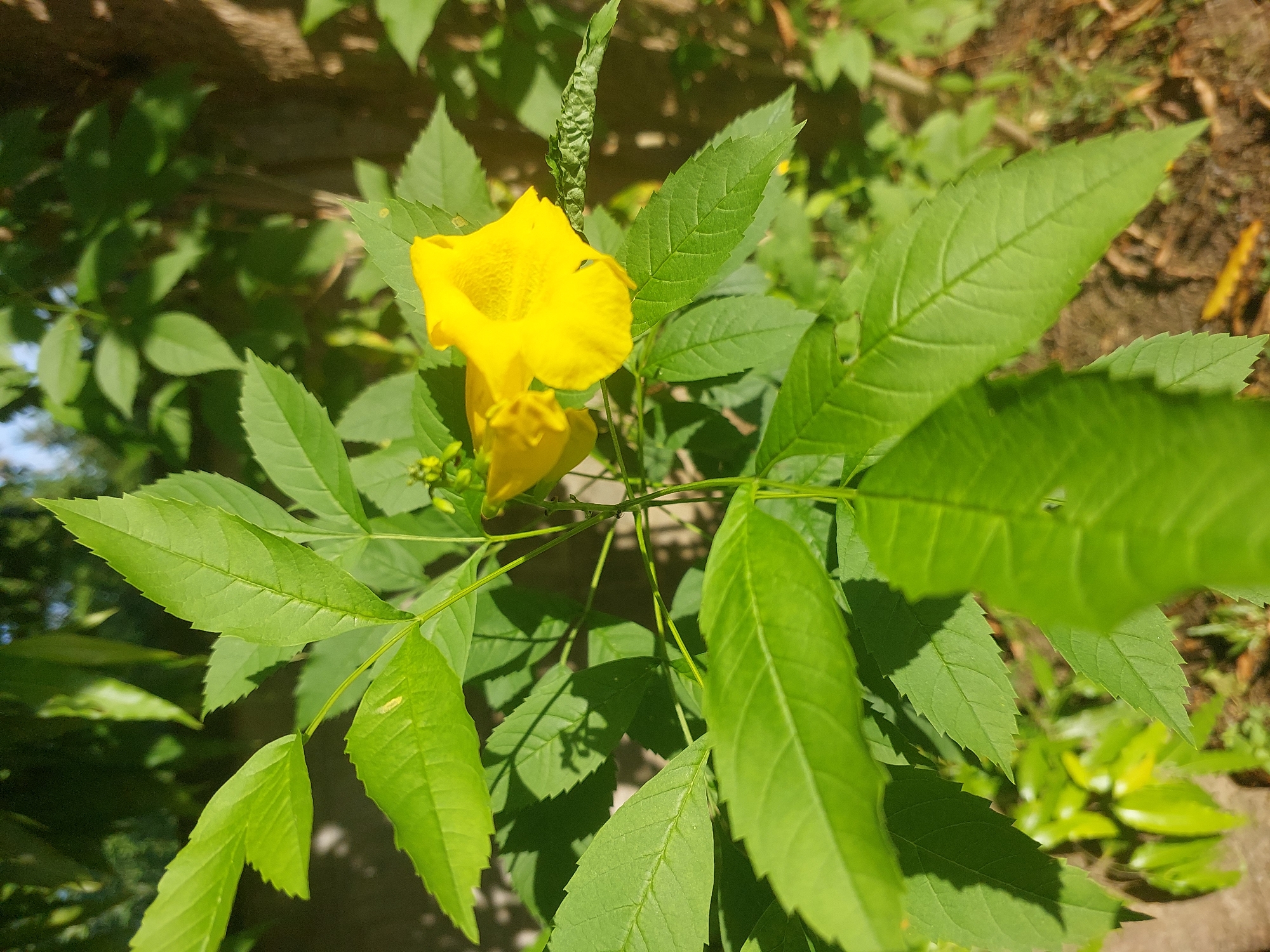 This is a close-up, eye-level, outdoor shot of a bright yellow trumpet-shaped flower with lush green foliage. The flower is the central subject, with two blossoms visible, one in focus and another slightly blurred below it. The leaves are serrated and veined, creating a dense, vibrant green backdrop that fills most of the frame. Some of the leaves are in sharp focus, revealing their texture and intricate veining, while others are softly blurred, creating a sense of depth.
The lighting suggests it is daytime, with strong sunlight casting distinct shadows of the leaves onto themselves and the background. The shadows are sharp, indicating a sunny and clear weather condition. The background is a mix of greenery and what appears to be a wooden structure or tree trunk, suggesting a natural or garden setting. A hint of brown earth or ground is also visible.
There are no people or animals in the image. The overall mood is peaceful and natural, highlighting the beauty of the flora. The location context of Baan Mae Nam, Thailand, suggests a warm and possibly humid climate, which aligns with the lushness of the plants. No text is visible in the image.