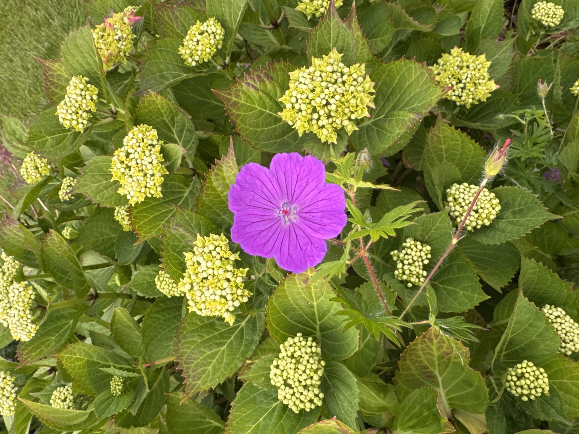 A single, vibrant purple flower with delicate red veins stands out against a backdrop of lush green foliage and clusters of pale yellow buds. The flower is positioned in the center of the frame, its petals fanned open to reveal its intricate structure. Surrounding the bloom are numerous unopened flower buds, arranged in dense, spherical clusters, suggesting an abundance of growth. The leaves are broad and deeply veined, with some showing hints of reddish-brown along their serrated edges. The overall impression is one of natural beauty and burgeoning life, possibly in a garden setting given the manicured appearance of the greenery. The background subtly suggests a grassy area, hinting at an outdoor environment. The image is a close-up, focusing on the details of the flora.