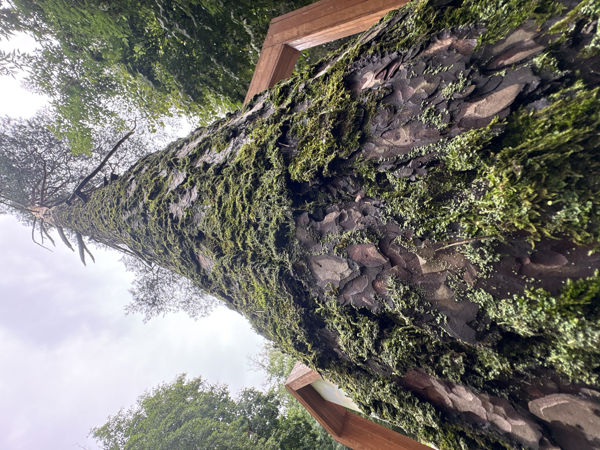 An upward-looking, close-up perspective of a tall, moss-covered tree trunk dominates the frame. The tree's bark is deeply furrowed and dark brown, with patches of vibrant green moss clinging to its surface. The trunk tapers as it extends upwards towards a cloudy sky, with bare, skeletal branches visible against the overcast heavens. Surrounding the tree on both sides are lush green trees, their foliage creating a dense canopy. To the left and right of the tree trunk, the wooden framing of what appears to be an information stand or an entrance is visible. The scene suggests a natural environment, possibly within a park or forest area in Sverdlovskiy, Russia, characterized by mature trees and a somewhat humid atmosphere suggested by the moss growth. There are no people or animals visible in the image.