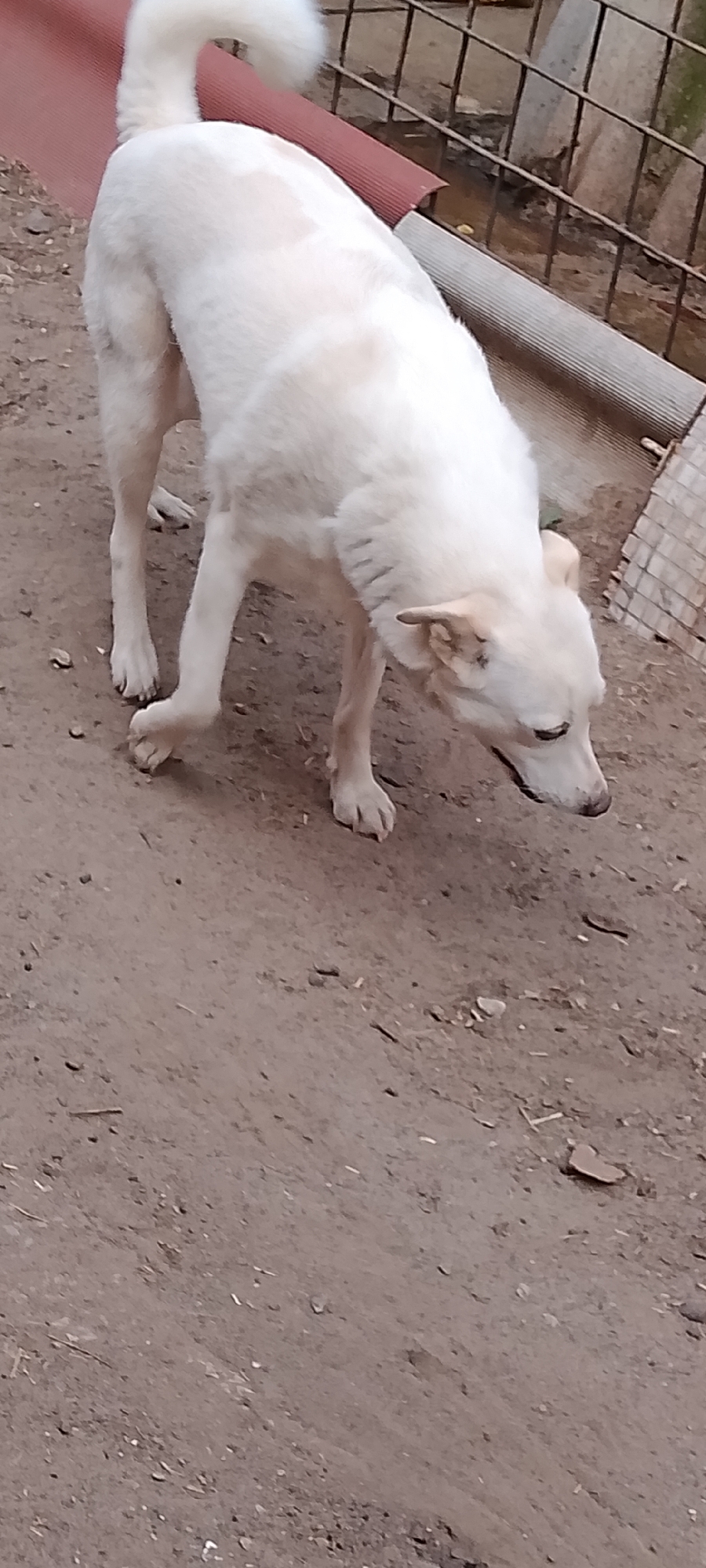 A medium shot captures a white dog with tan markings standing on a dirt ground. The dog is facing downwards, with its head tilted to the right, possibly sniffing or investigating something on the ground. Its body is angled slightly away from the camera, with its left front leg extended forward and its right front leg bent. The dog has a fluffy tail curled upwards. Behind the dog, there is a metal fence and a reddish-brown corrugated surface. The ground appears dry and dusty, with some small pebbles and debris scattered across it. The overall impression is of an outdoor setting, possibly a yard or an enclosure. The image does not provide any information about the location in the city of Belgorod, Russia.