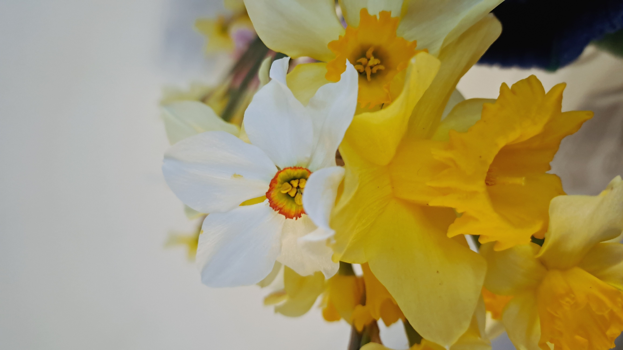 The image shows a close-up view of a bouquet of daffodils. The daffodils are a mix of yellow and white, with a few showing orange in the center. The background is a plain white. The location of the image is unknown.