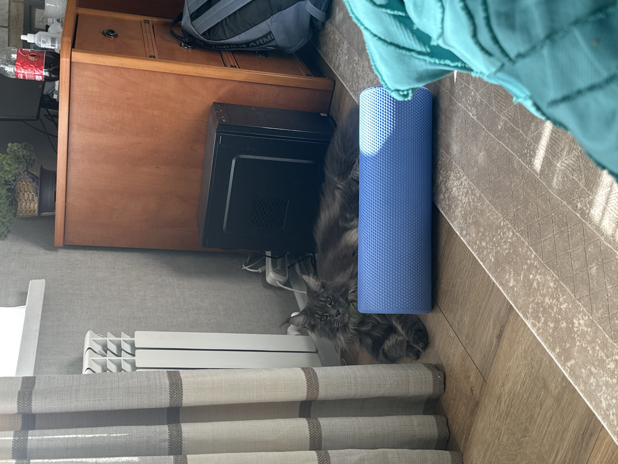 A grey long-haired cat is lying on a wooden floor in front of a blue foam roller. The cat is looking towards the camera with its mouth slightly open. Behind the cat is a black desktop computer tower and a wooden cabinet. To the left of the cat is a white radiator and a beige curtain. A rug with a diamond pattern is partially visible in the foreground. The scene appears to be indoors, possibly in a residential setting.