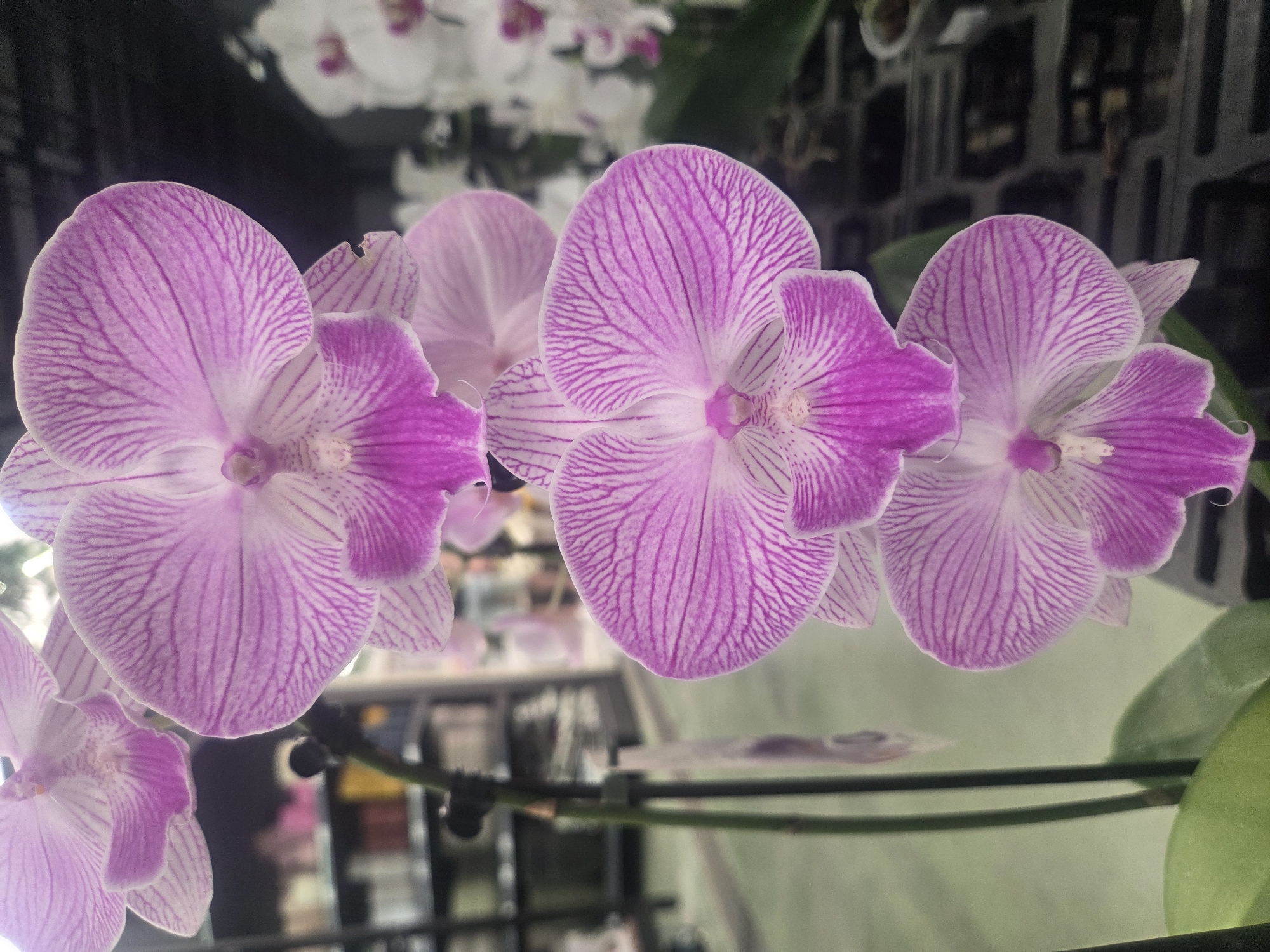 A vertical close-up shot captures a stem of pink and white orchids with prominent purple veins. The background is softly blurred, showing shelves with various items, suggesting a retail environment. The lighting appears to be artificial, illuminating the delicate petals of the flowers. The image is composed with a shallow depth of field, drawing the viewer's attention to the intricate details of the orchids. There are no people visible in the frame. The scene is indoors, likely in a flower shop or garden center. The origin of the image is not specified, and therefore it cannot be located in Verona, Italy.