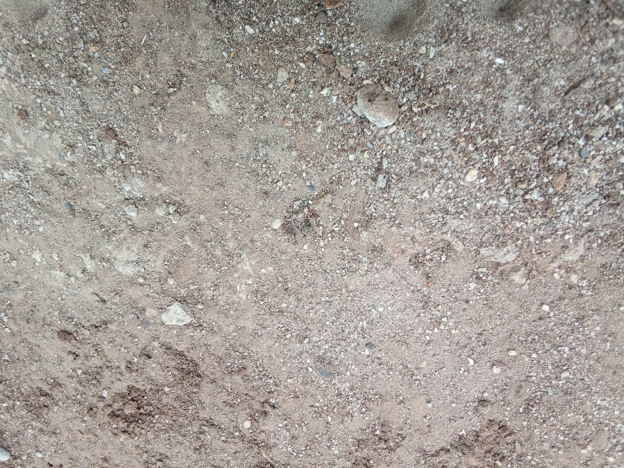 The image displays a close-up, overhead view of a patch of dry, compacted dirt mixed with small stones and pebbles. The ground appears to be an outdoor surface, possibly a pathway or an unpaved area. There are no people or discernible objects visible that would indicate a specific activity or location within Cempaka, Indonesia, beyond it being a general ground surface. The texture is rough and uneven, with variations in color ranging from light brown to gray.