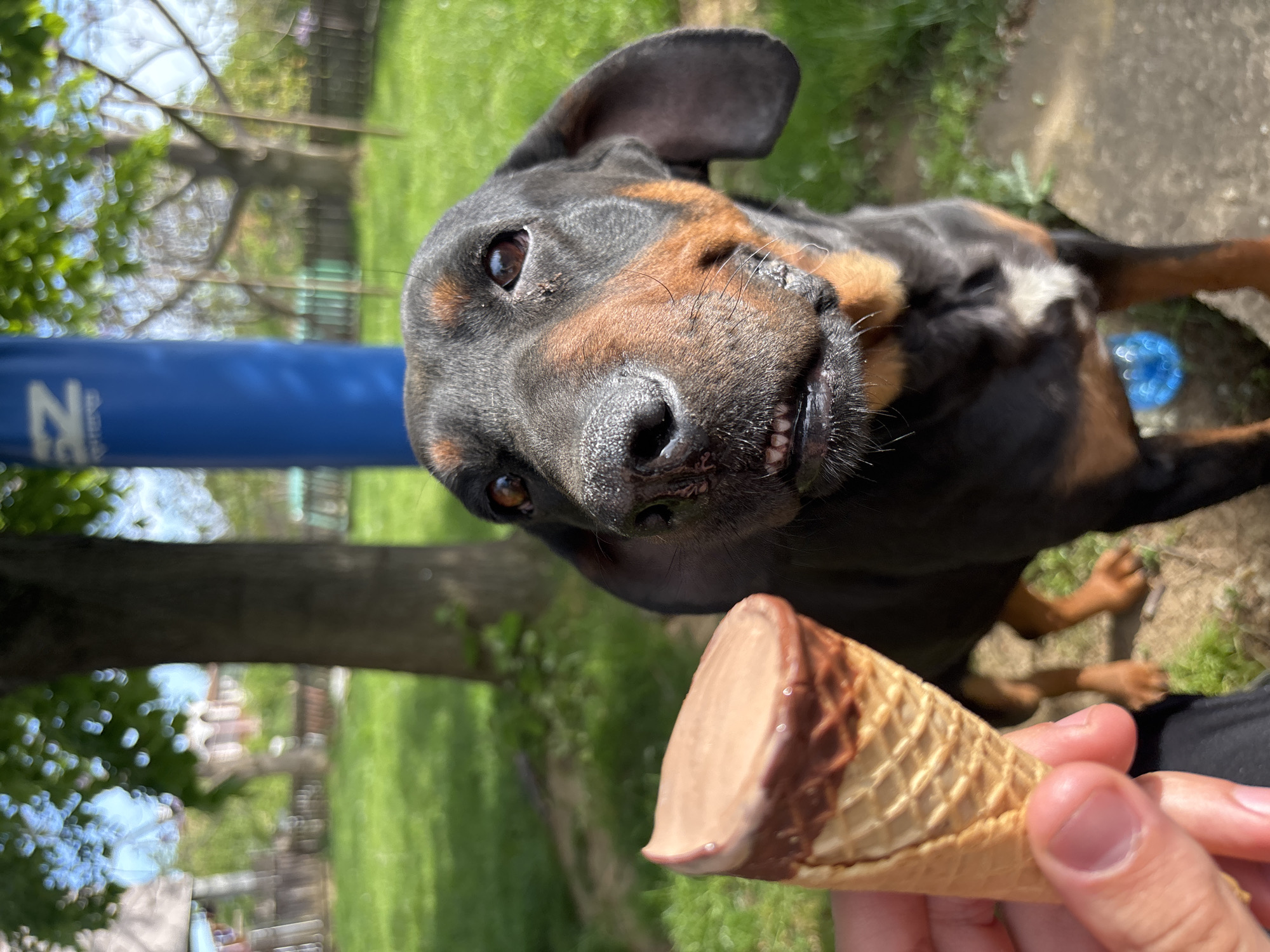 A black and brown dog is looking up at an ice cream cone held by a person. The dog's head is tilted, showing its teeth. The ice cream cone is chocolate with a waffle cone. The background shows a grassy area with a tree and a blue pole. The location is likely a backyard or park. There are no indications of this being in Goritsa, Bulgaria.