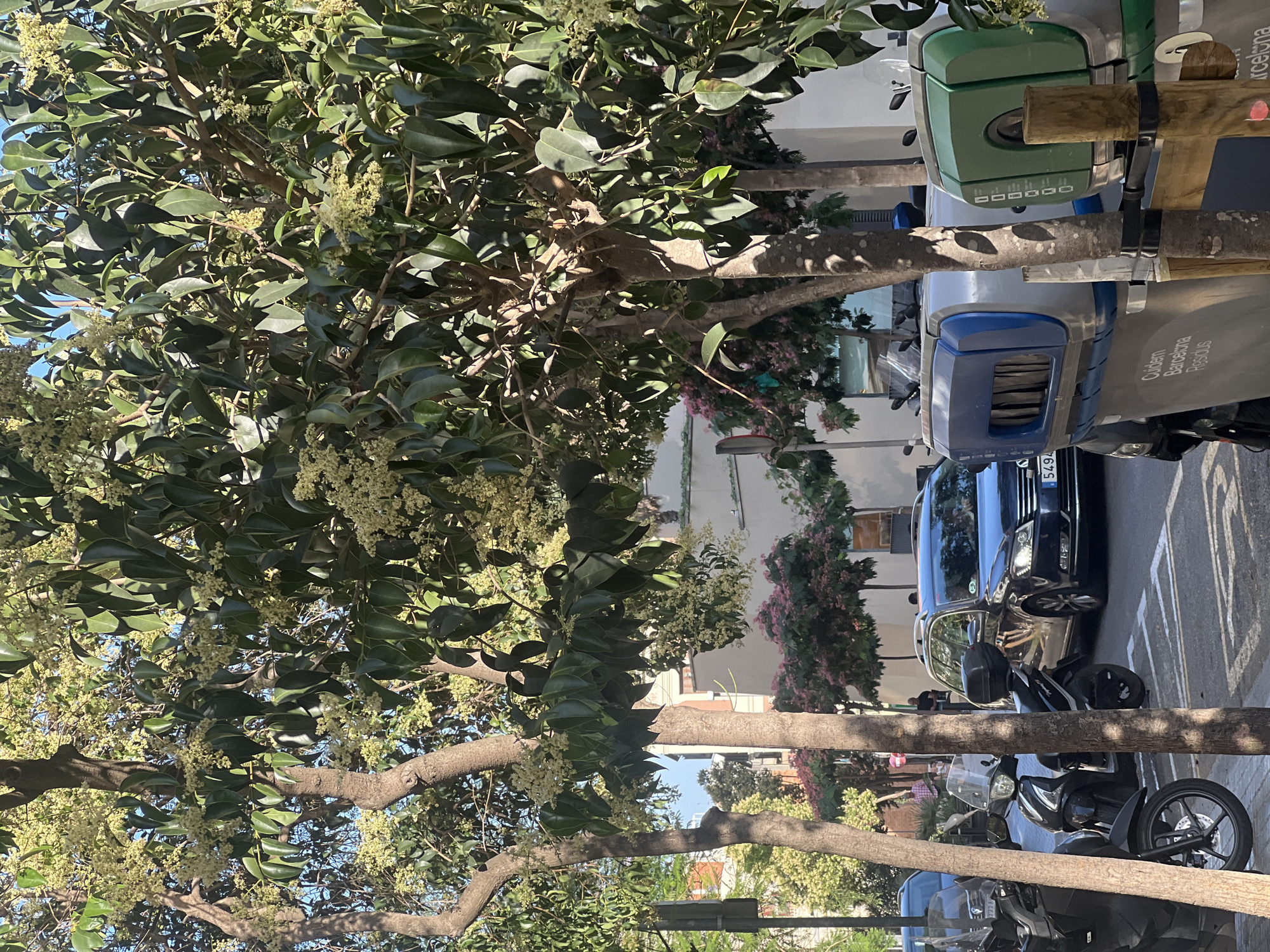 The image depicts a street scene in Barcelona, Spain, on a sunny day. In the foreground, a large tree with green leaves and small white flowers dominates the frame, its branches obscuring parts of the background. Behind the tree, several objects are visible: a green and silver trash bin, a blue and silver utility vehicle, and a dark blue car parked on the street. There are also several motorcycles parked along the curb.
The trash bin has some text printed on it, but it is not clearly legible. The utility vehicle has the text "Guidem Barcelona Rosslus" printed on its side. The license plate of the dark blue car is partially visible and reads "5494".
People are visible in the background, some walking and others sitting or standing near the parked vehicles. The overall impression is of a typical urban street with parked vehicles, pedestrian activity, and lush greenery provided by the tree. The bright sunlight suggests it is daytime, and the clear sky indicates fair weather.