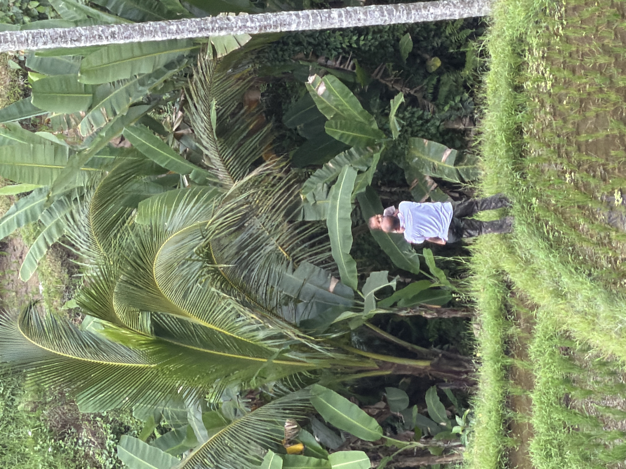 The image shows a person standing in a lush green environment, possibly a rice field or a similar agricultural setting. The person is wearing a light-colored shirt and dark pants. The surrounding vegetation includes banana trees and palm trees. The location is likely in the city of Unknown, Indonesia, given the tropical vegetation and agricultural landscape. The person is standing near the edge of a rice paddy or a similar field, with a patch of green plants visible on the right side of the image.