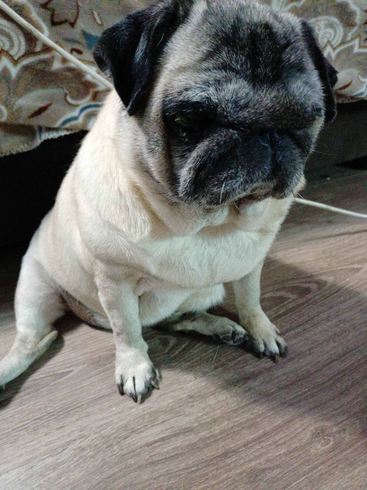 A fawn-colored pug dog sits on a wooden floor. The dog has black markings on its face and ears. A patterned fabric is visible in the background, partially obscured by darkness. The scene appears to be indoors, possibly in a residential setting. There is no indication of the city of Almaty, Kazakhstan, or any specific location within it.